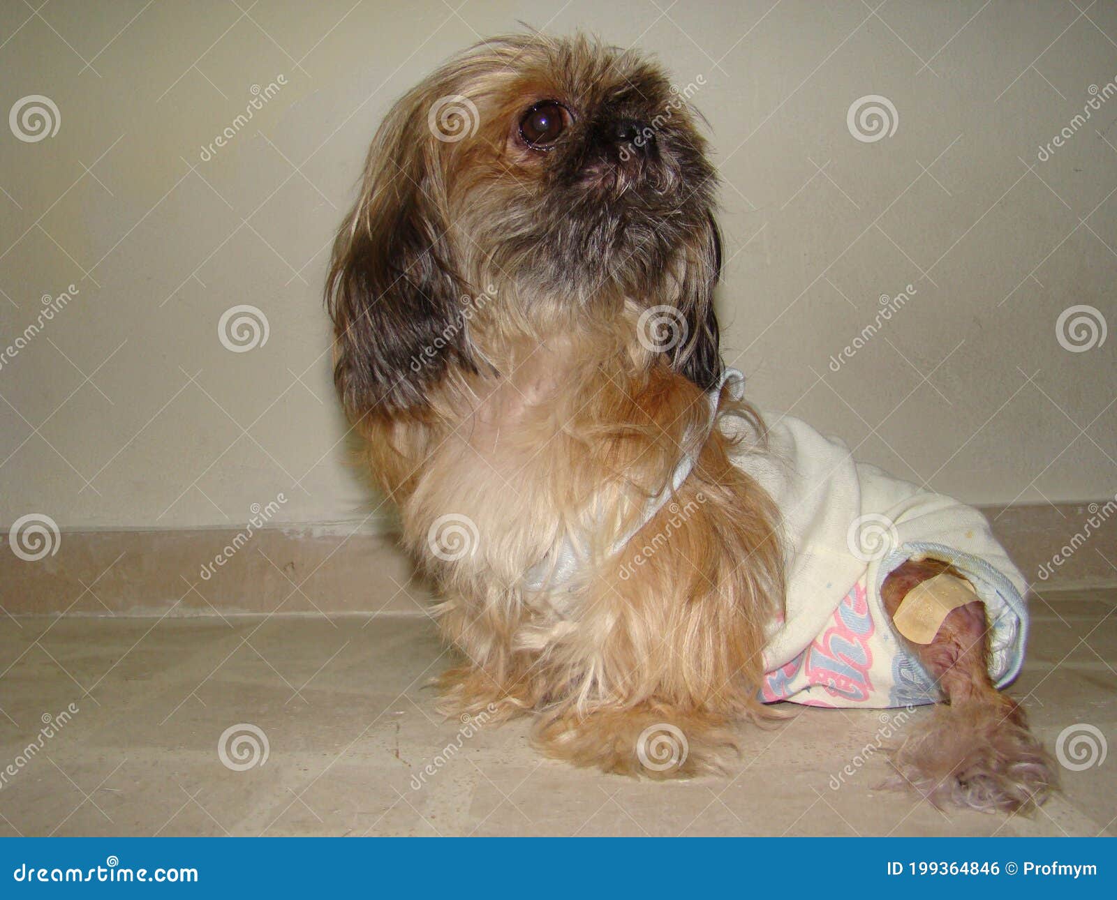 A Lovely Dog â€‹â€‹wearing a Diaper Stock Photo Image of dead, foot