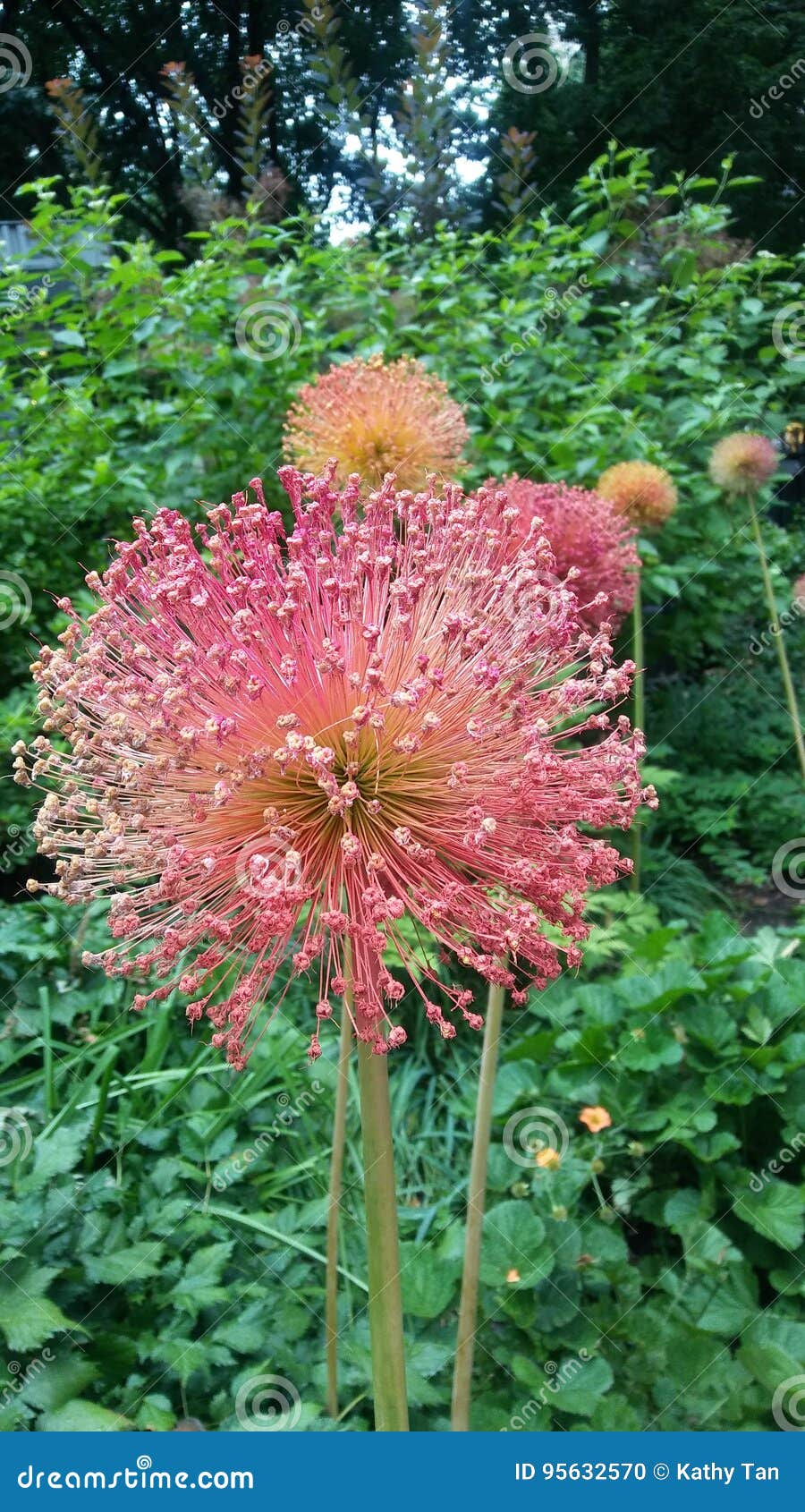 Lovely flower stock photo. Image of square, flower, lovely 95632570