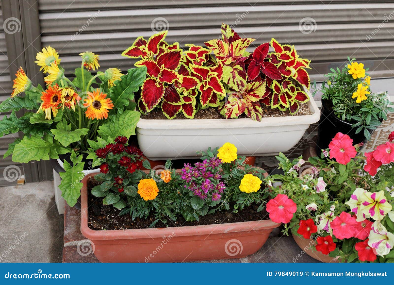 Lovely Flower Pot Garden on Pavement Stock Image Image of greenery