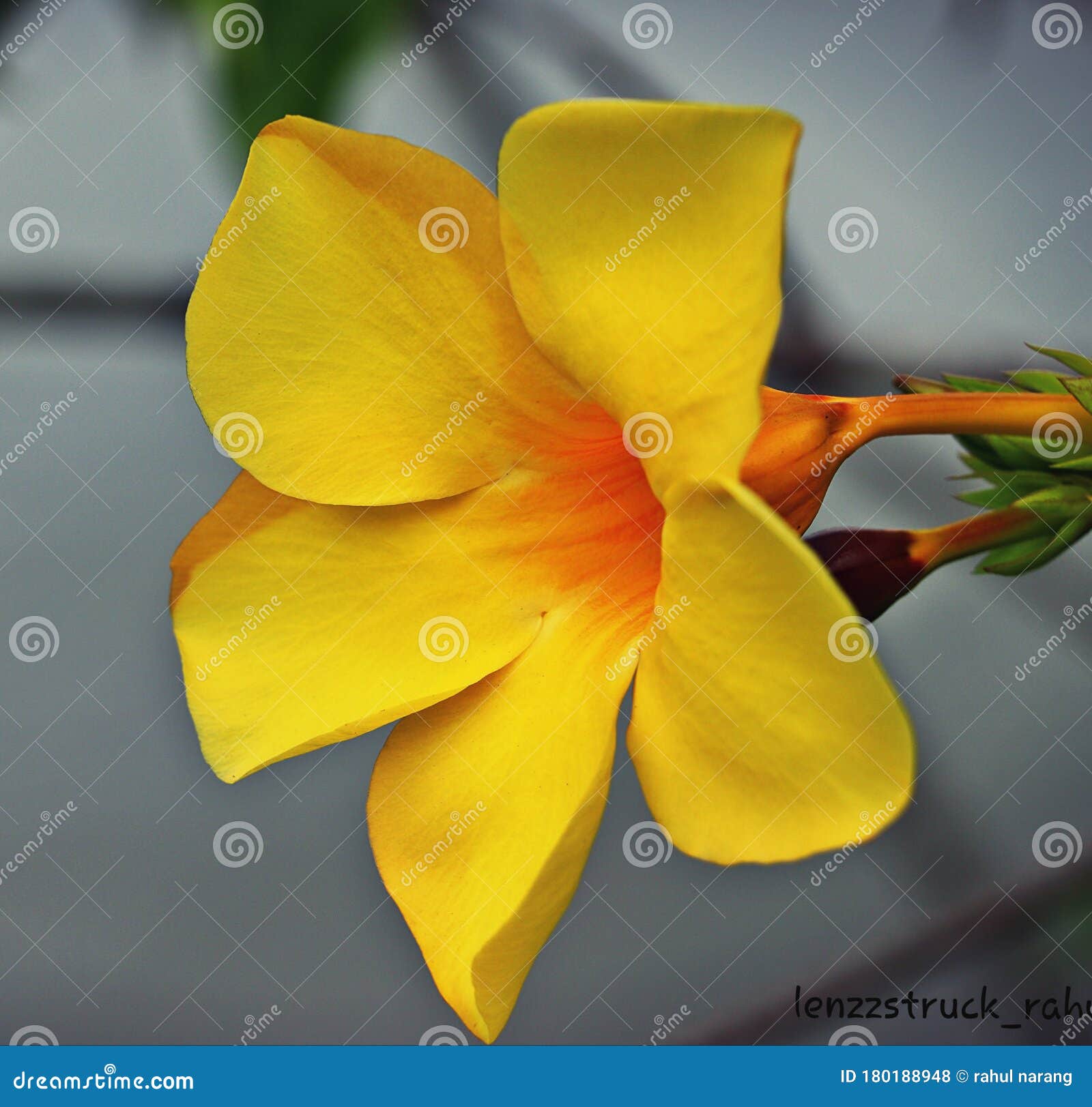 Lovely flowers. stock photo. Image of time, travel, blossom 180188948