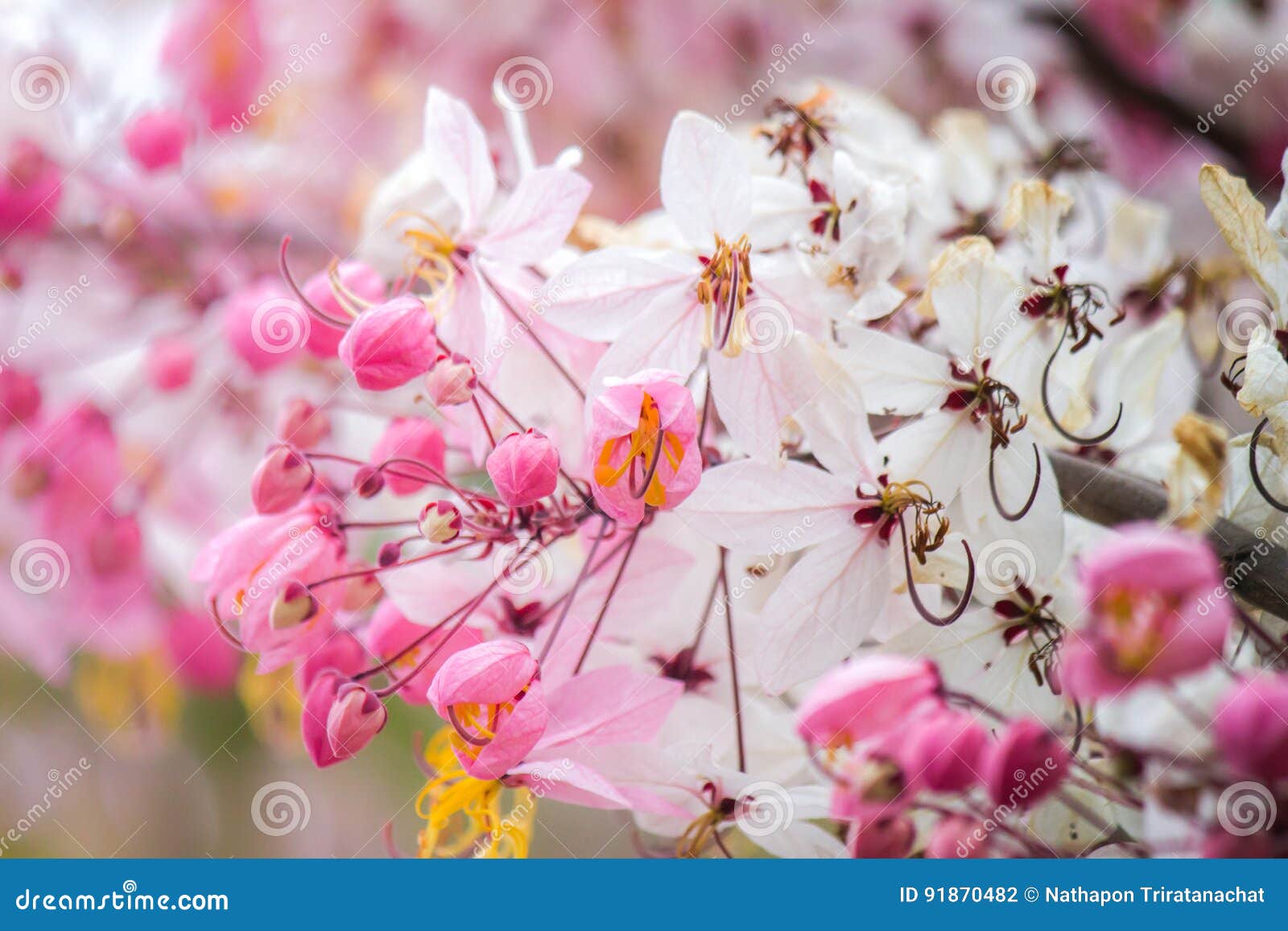 Thais in Hairy Cherries