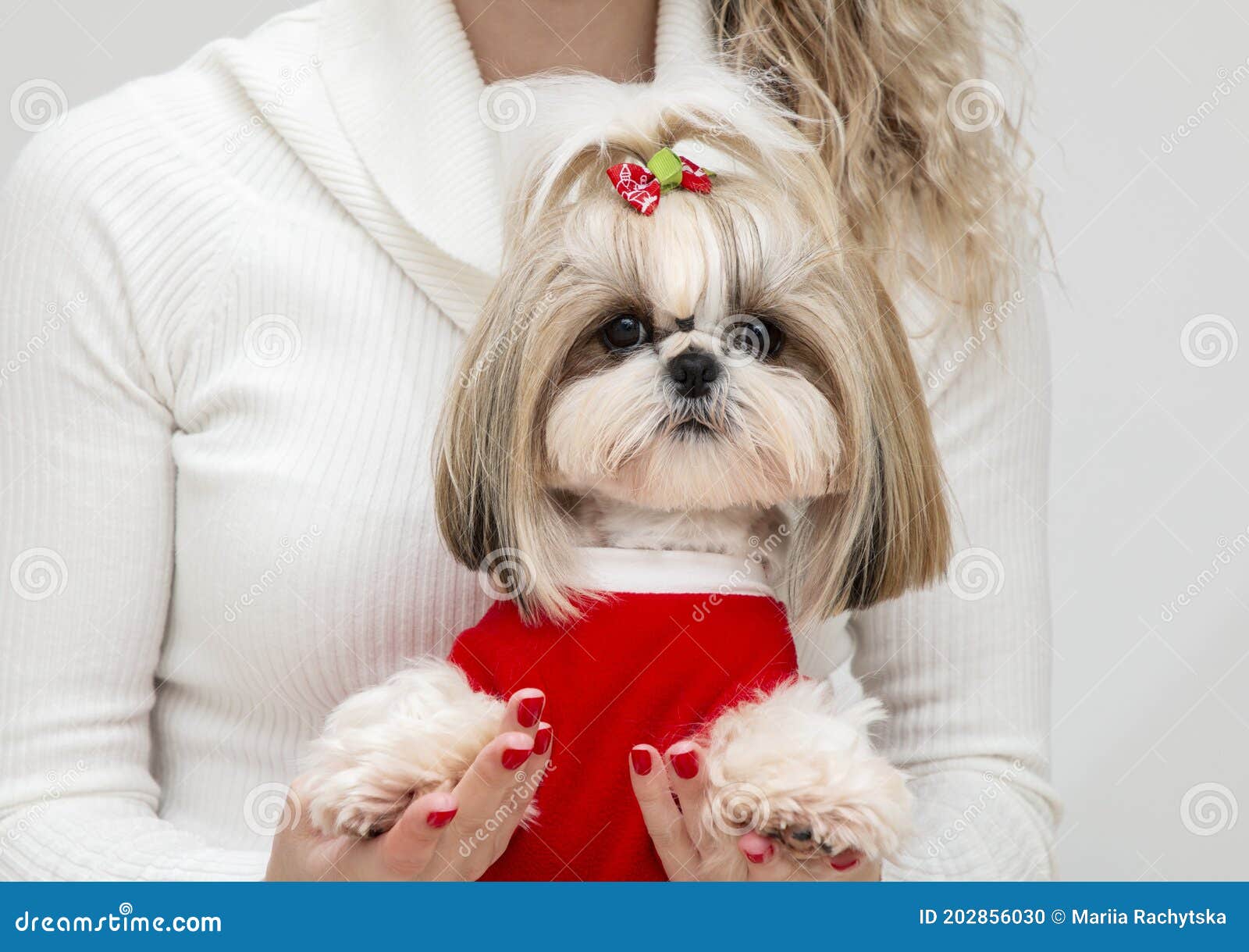 Lovely Girl with a Well-groomed and Nicely Dressed Shih Tzu Puppy for  Christmas Stock Photo - Image of beautifully, cool: 202856030