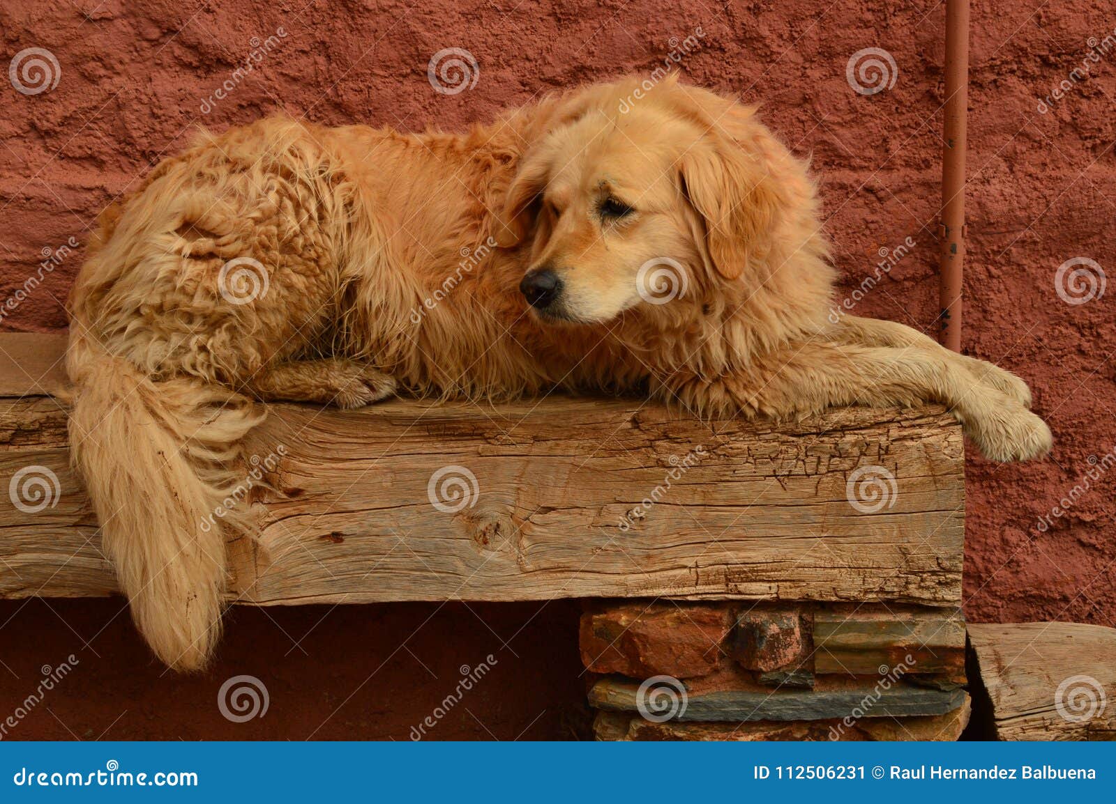 lovely golden dog resting on a bench in a picturesque village with black slate roofs in madriguera. animals holidays travel rural