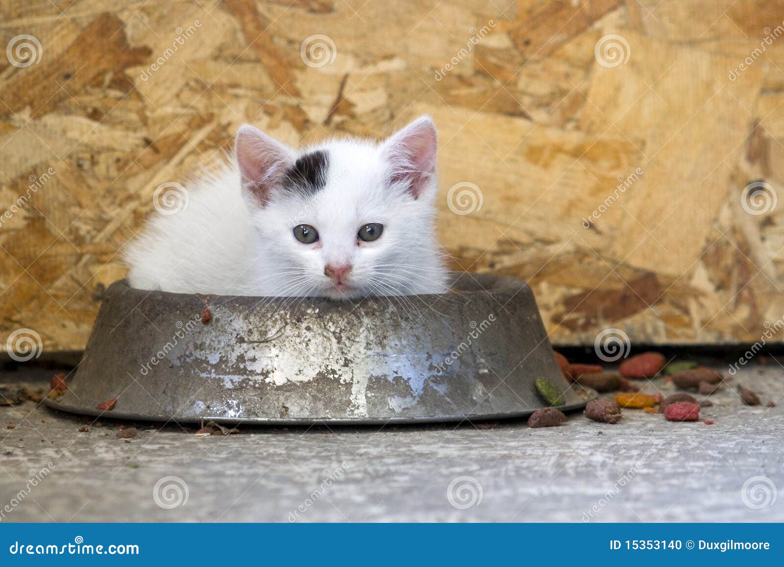 Lovely Kitten in the Food Dish Playing Stock Photo Image of lovely