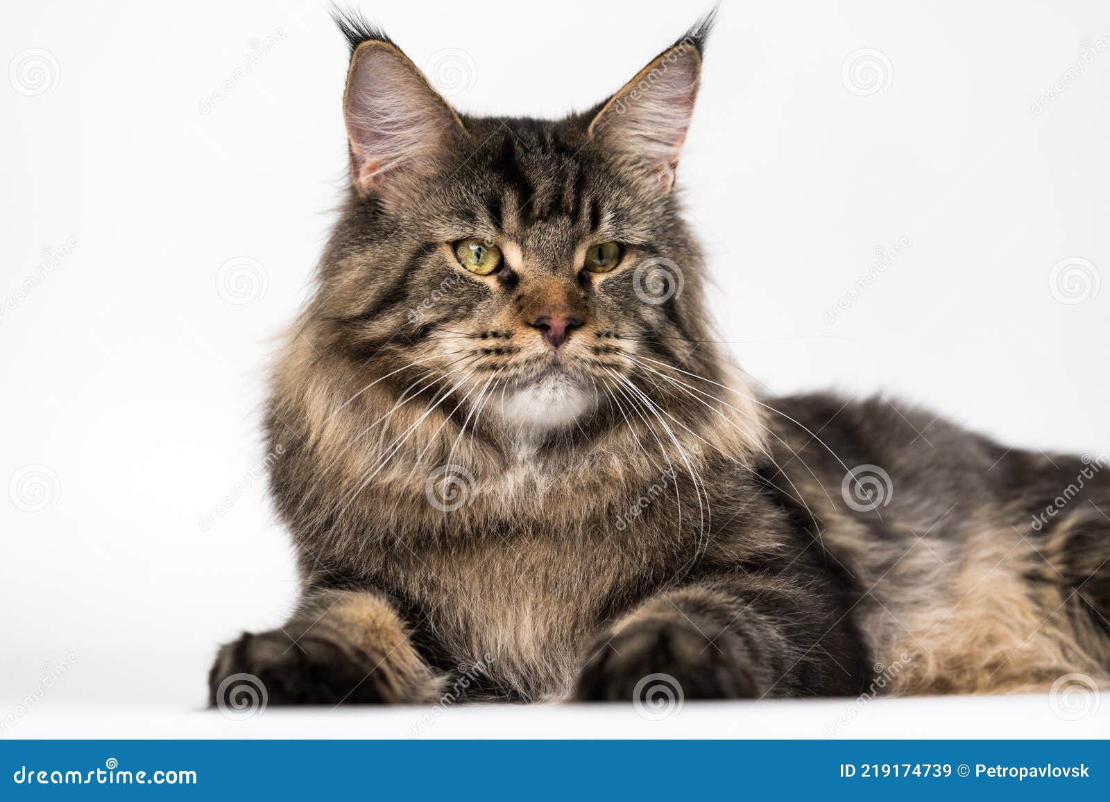 Portrait of Mackerel Tabby American Longhair Cat Looking at Camera, Lying  on White Background Stock Image - Image of background, mammal: 219174739