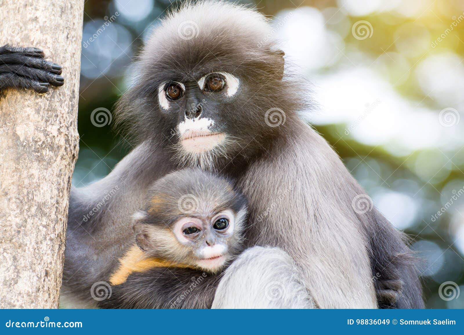 Lovely Monkeys,cute Macaque Glasses,funny Monkey Lives in a Natu ...