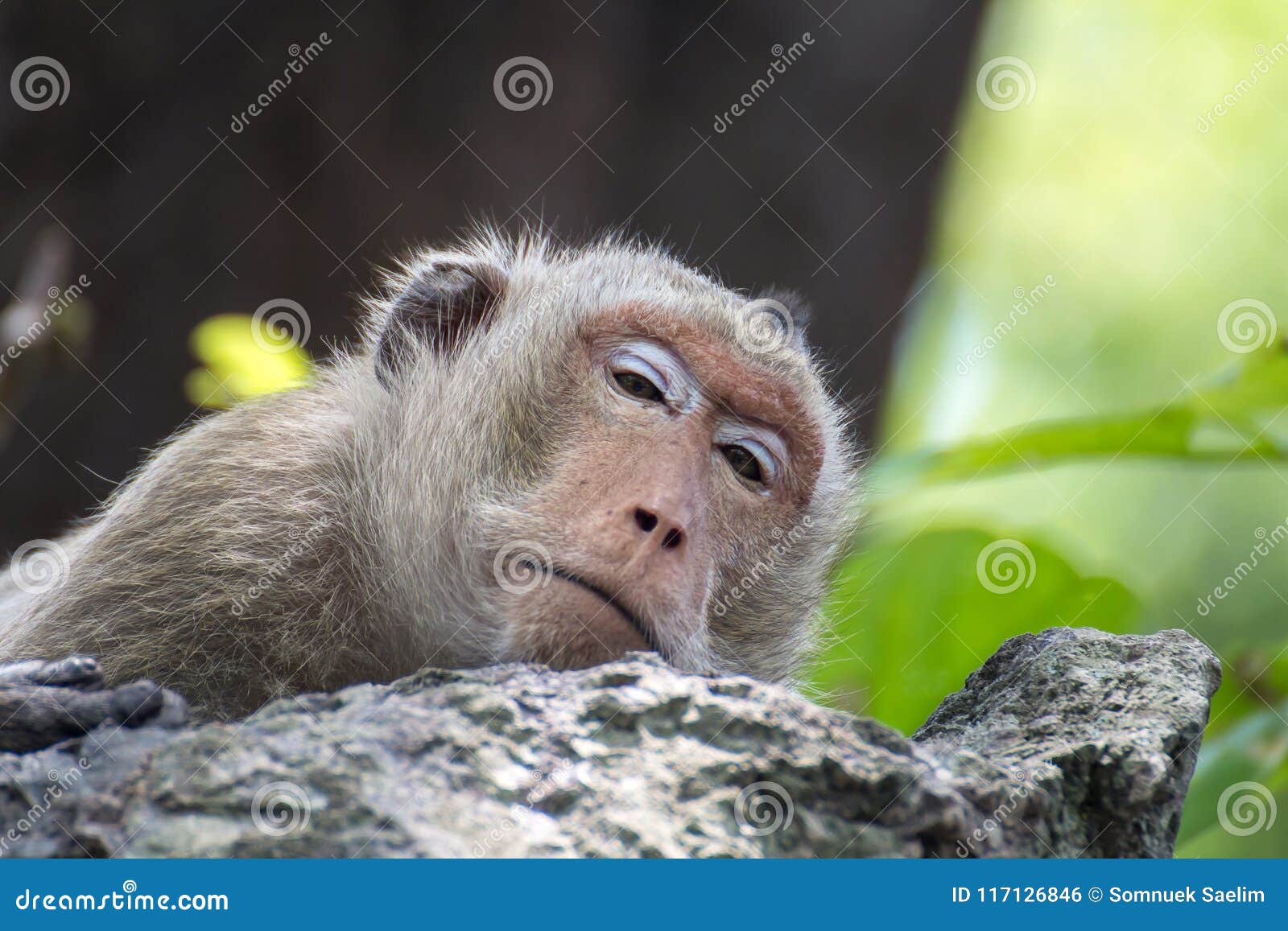 Lovely Monkeys Sleeping, a Funny Monkey Lives in a Natural Fores ...