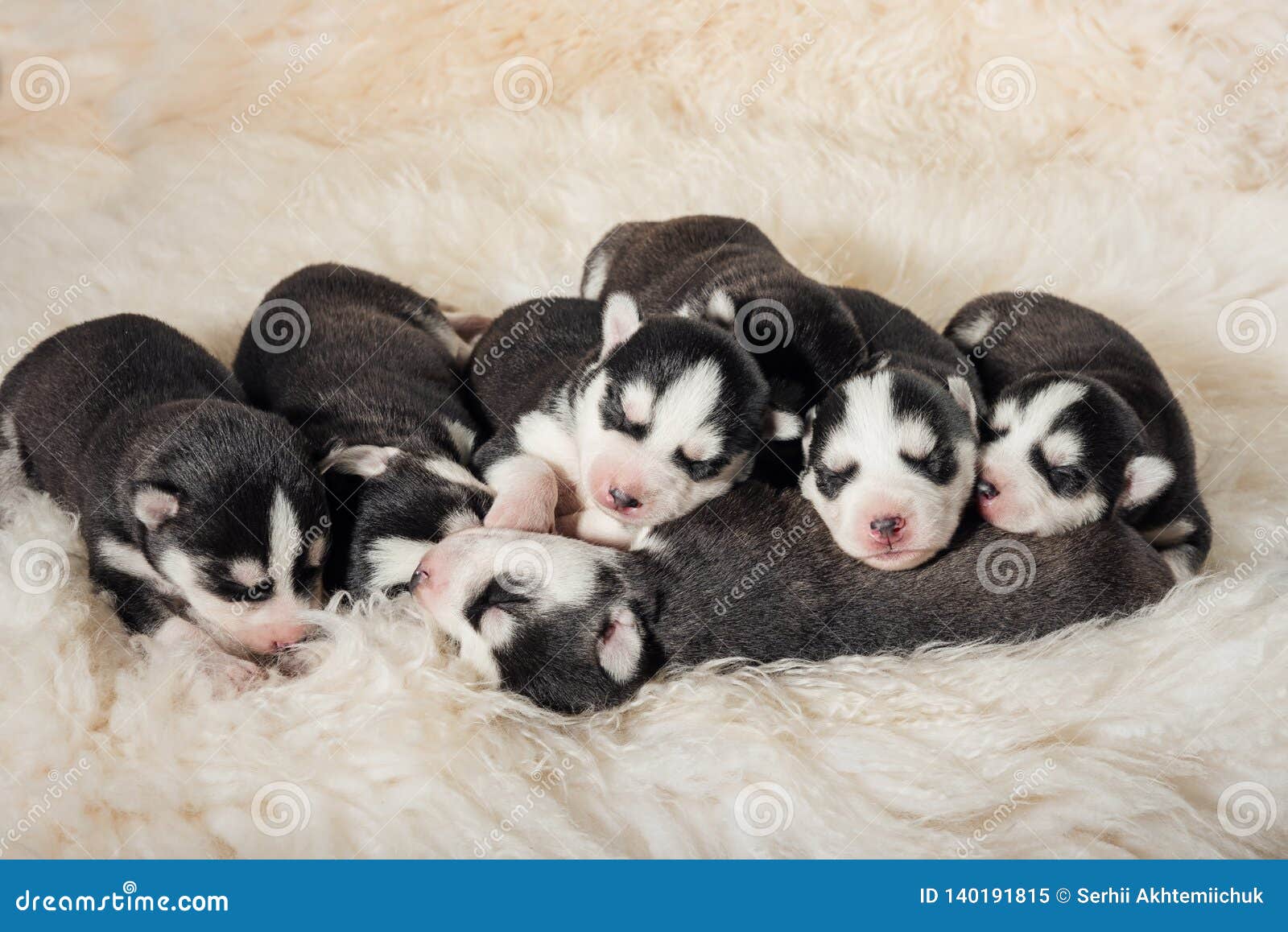 Lovely Newborn Husky Puppies Stock Image Image of