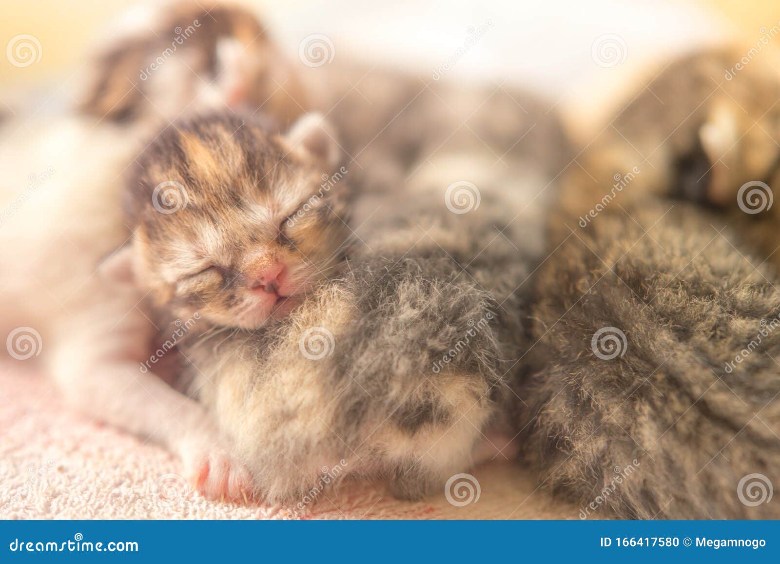 Lovely Newborn Kittens Sleep, Small Baby Animals Sleeping, Domestic Pets Stock Photo - Image of lovely, pets: 166417580 Lovely Newborn Kittens Sleep, Small Baby Animals Sleeping, Domestic Pets Stock Photo - Image of lovely, pets: 166417580