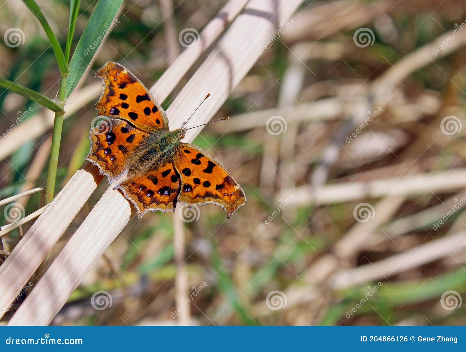 lovely orange butterfly of asian comma, polygonia c-aureum