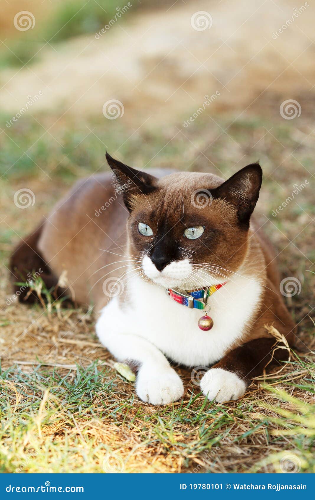 Lovely Pretty Brown And White Cat  Stock Image Image of 