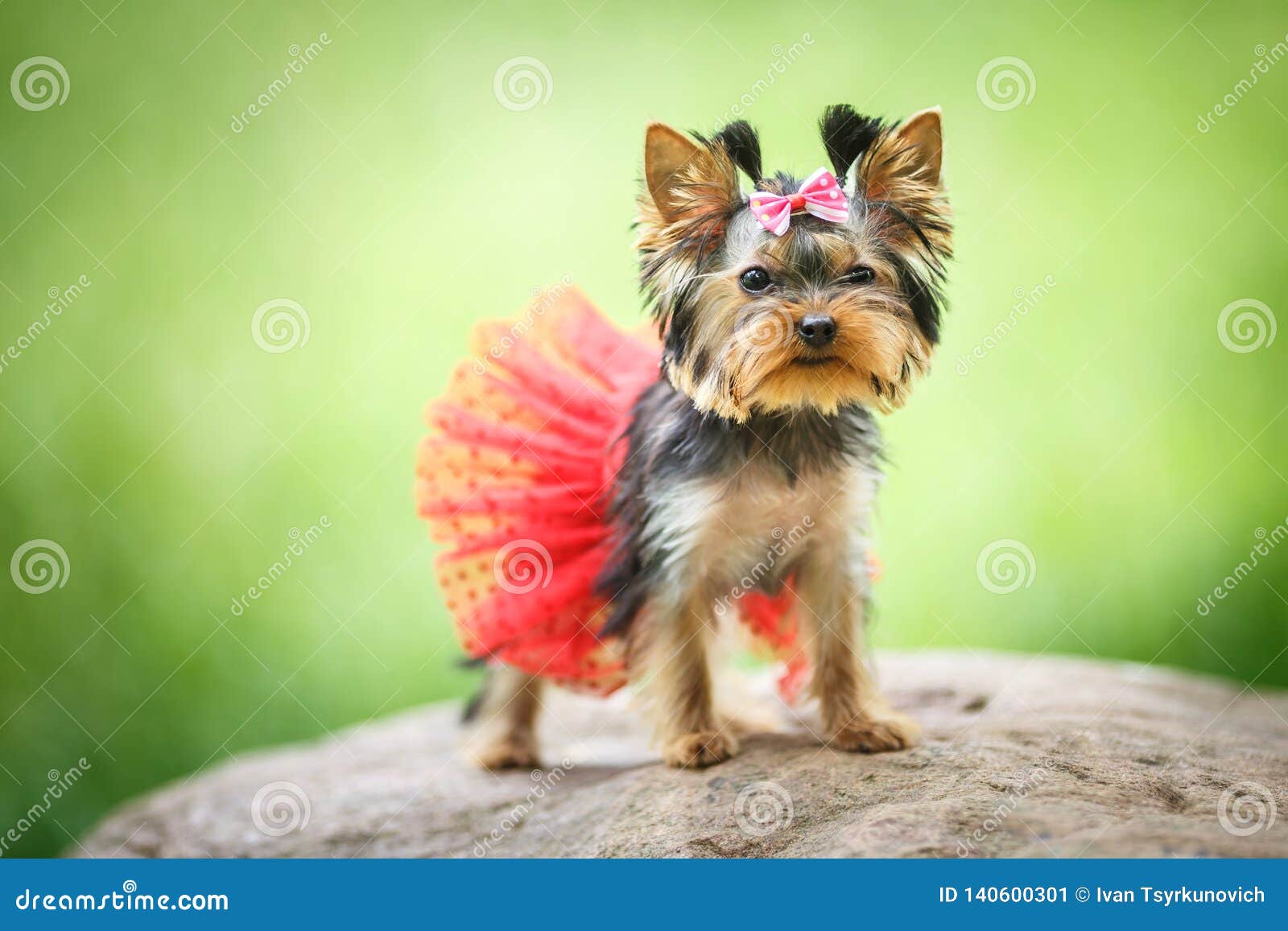 Lovely Puppy of Female Yorkshire Terrier Small Dog with Red Skirt on Green Blurred Background Stock Image - Image of beauty, cute: 140600301 Lovely Puppy of Female Yorkshire Terrier Small Dog with Red Skirt on Green Blurred Background Stock Image - Image of beauty, cute: 140600301