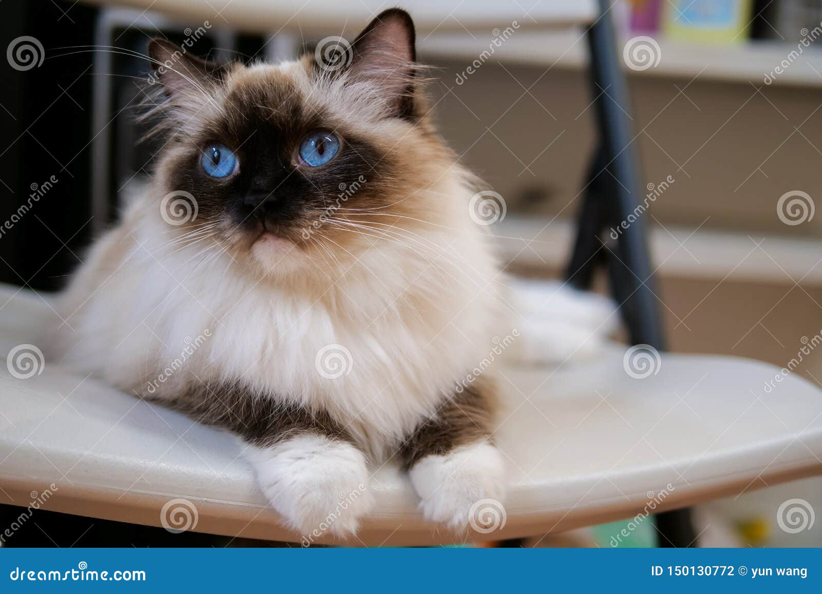 Lovely Ragdoll Cat Portrait with Beautiful Colours and Patterns Stock ...