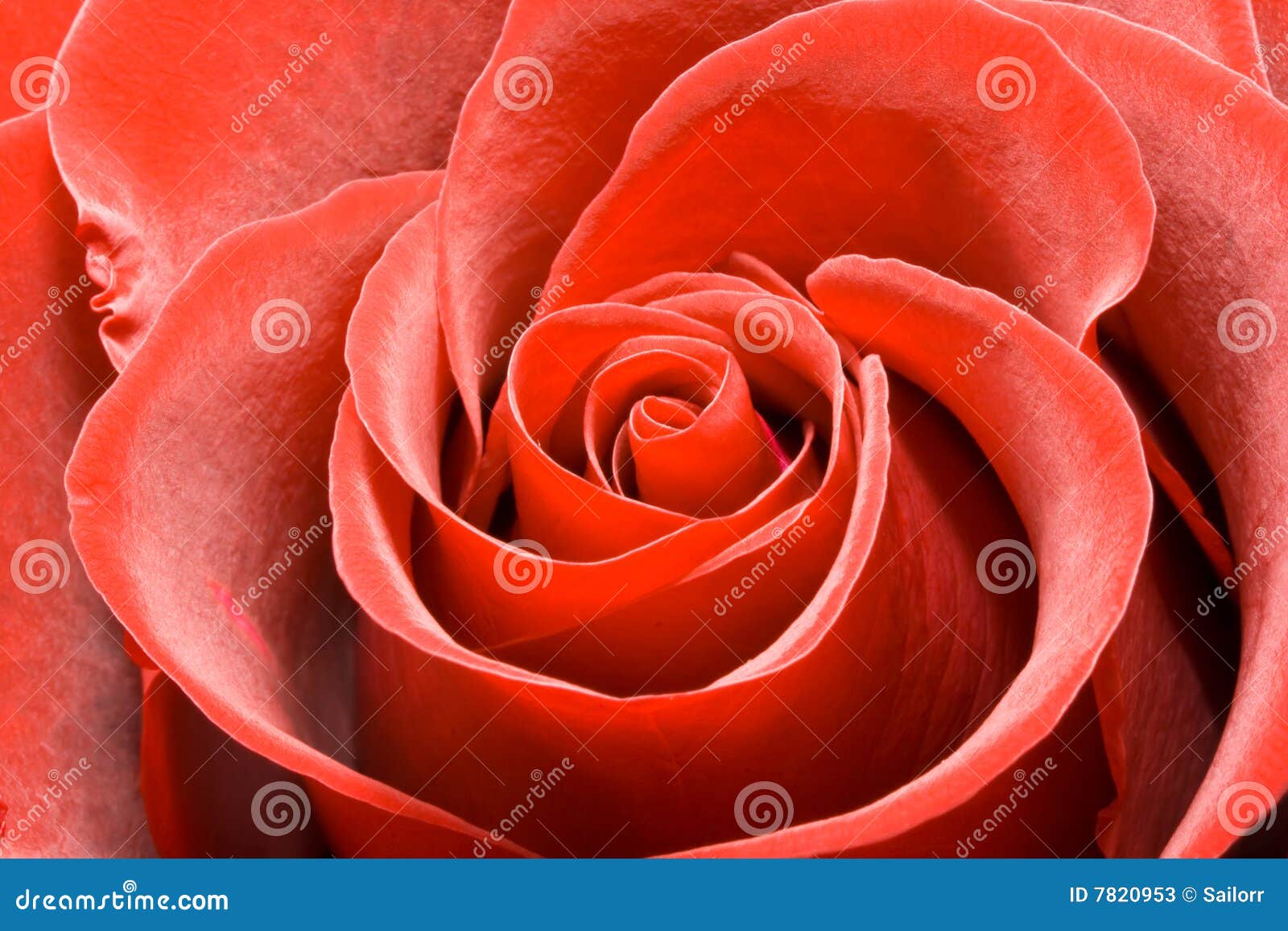 Lovely red rose stock image. Image of beautiful, blooms 7820953
