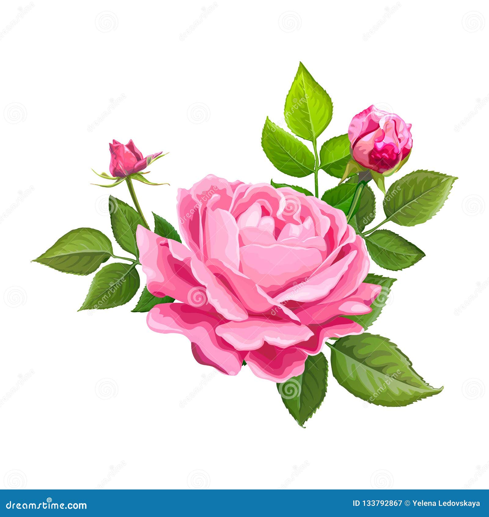 Beautiful Pink Rose Stems. Isolated on White Background. Vector