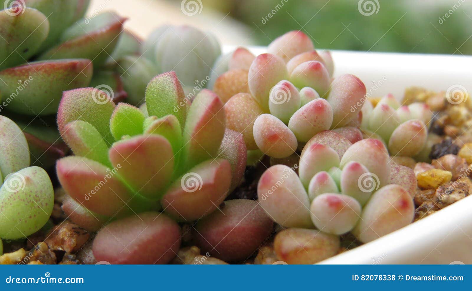 lovely succulents