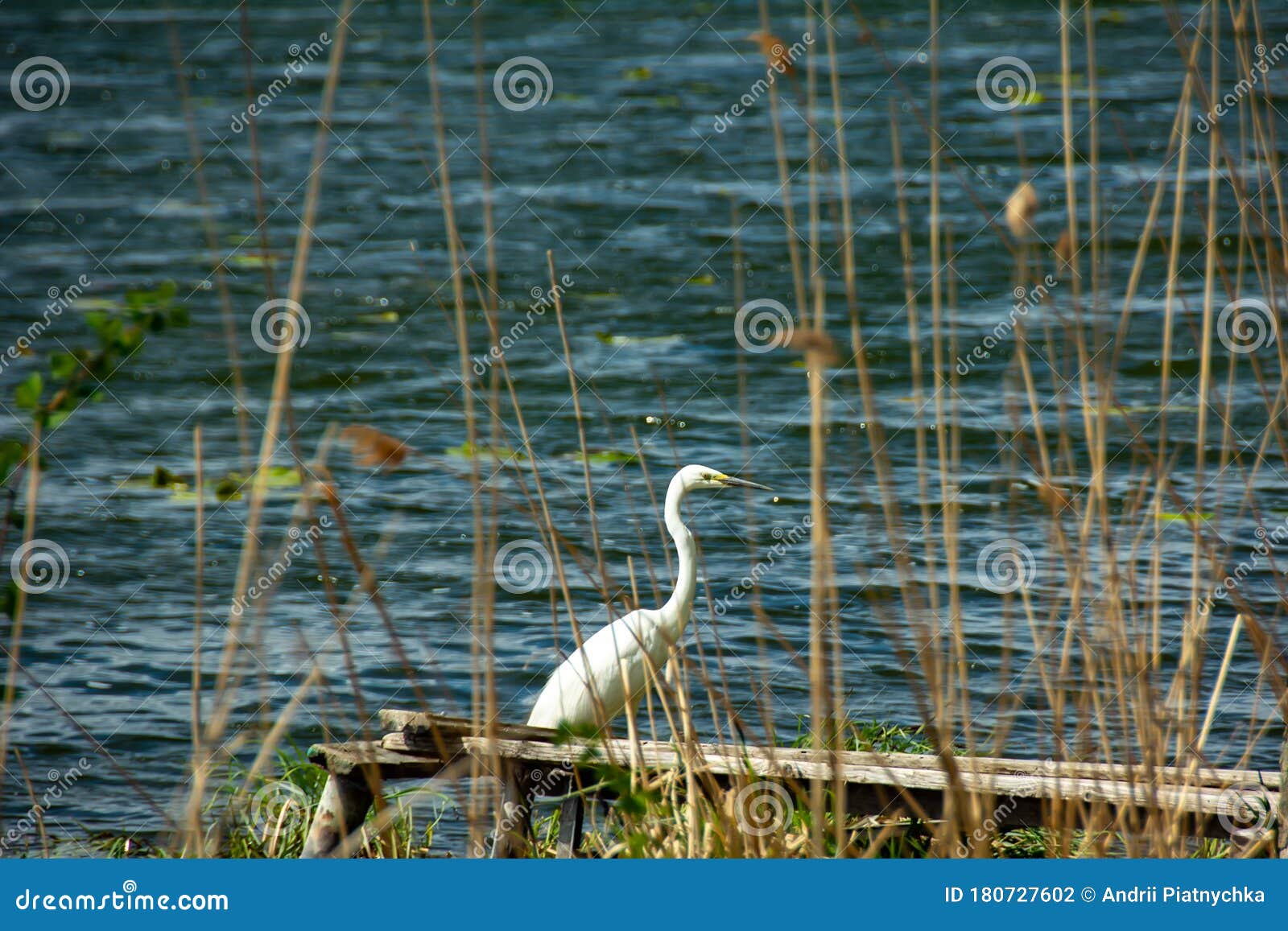 Lovely White Heron Hunting on the Lake Stock Photo Image of lovely