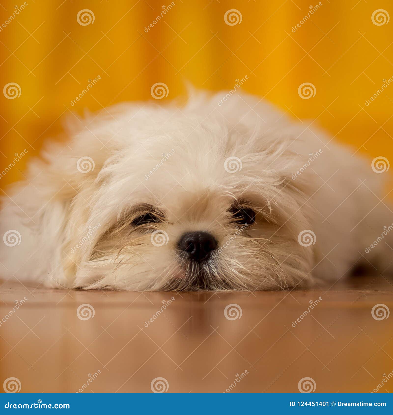 79+ Shih Tzu Brown And White Puppy