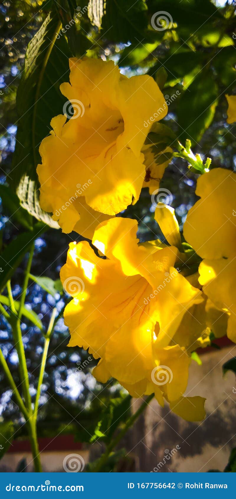 Lovely yellow flower stock photo. Image of lovely, flower - 167756642