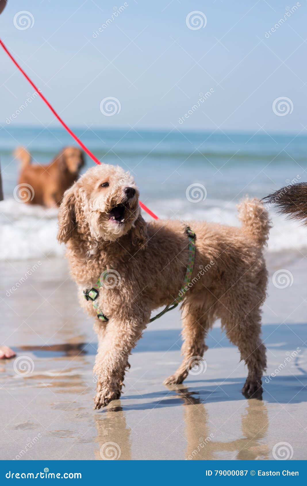 The lovely yellow poodle stock image. Image of poodle 79000087