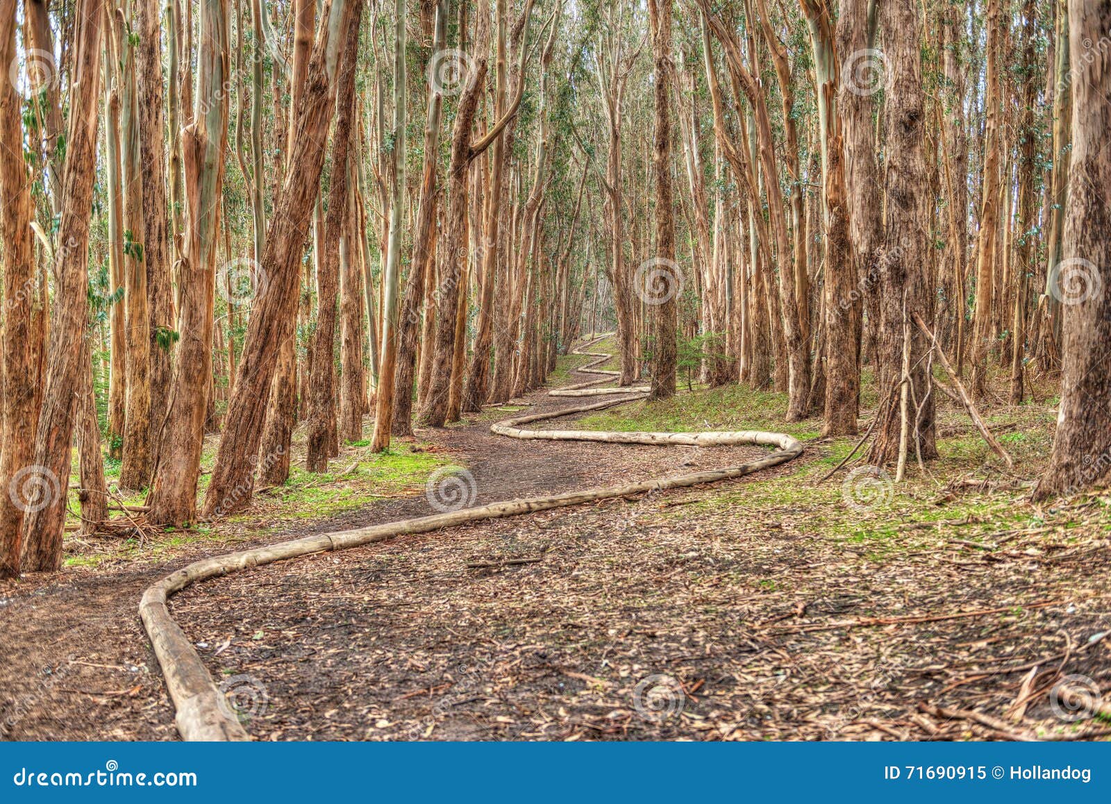 Lover s Lane stock image. Image of forest, outdoor, andy 71690915