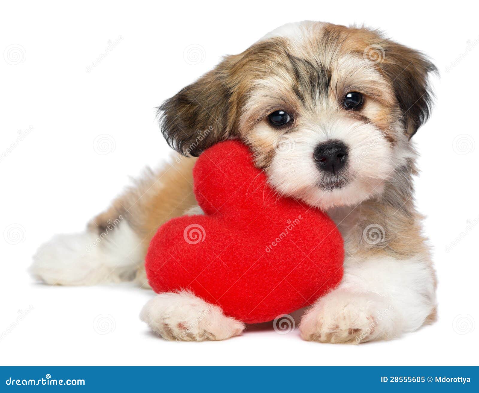 lover valentine havanese puppy