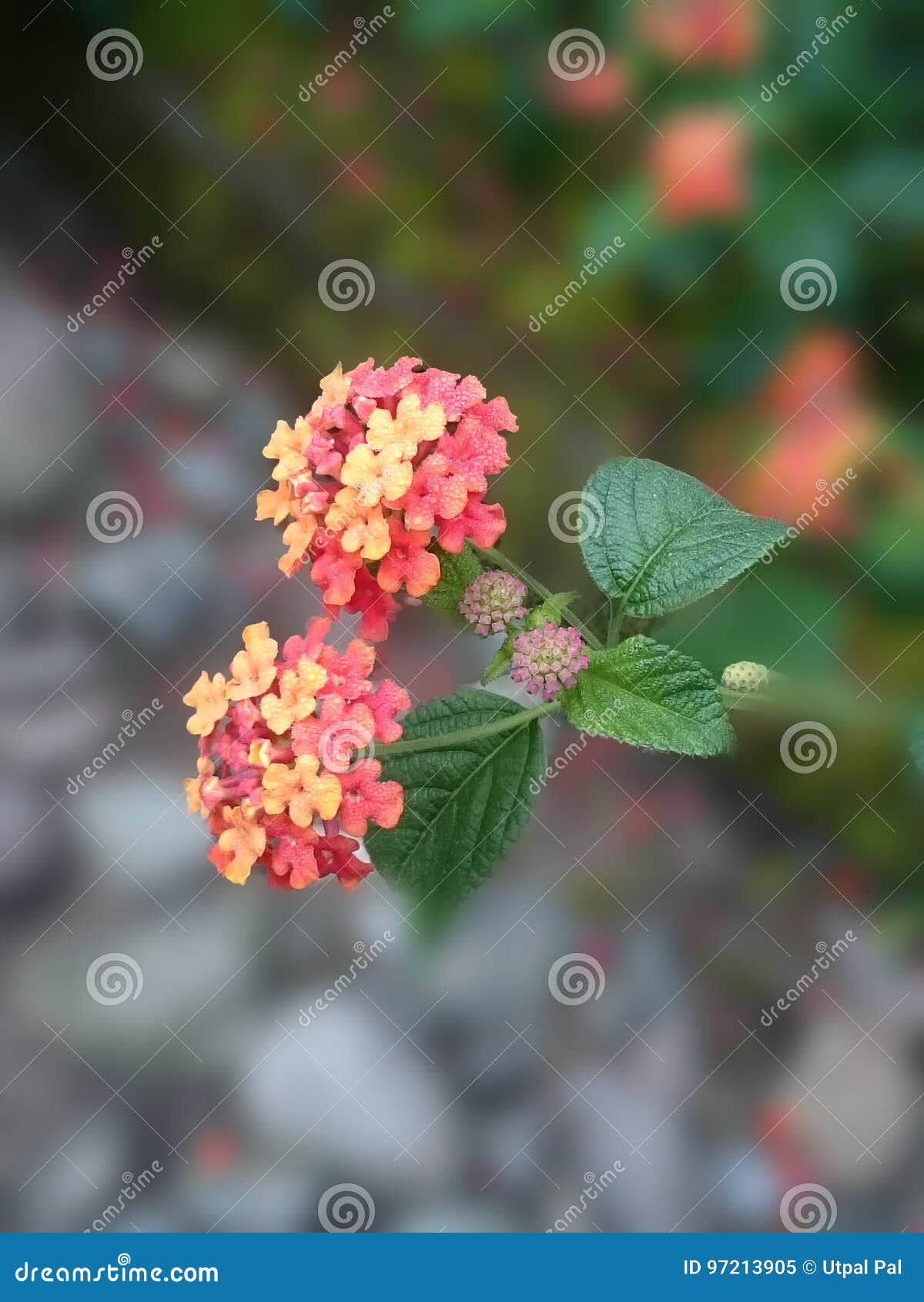 Only for Lovers WHO LOVES FLOWER Stock Image Image of flower, lovers