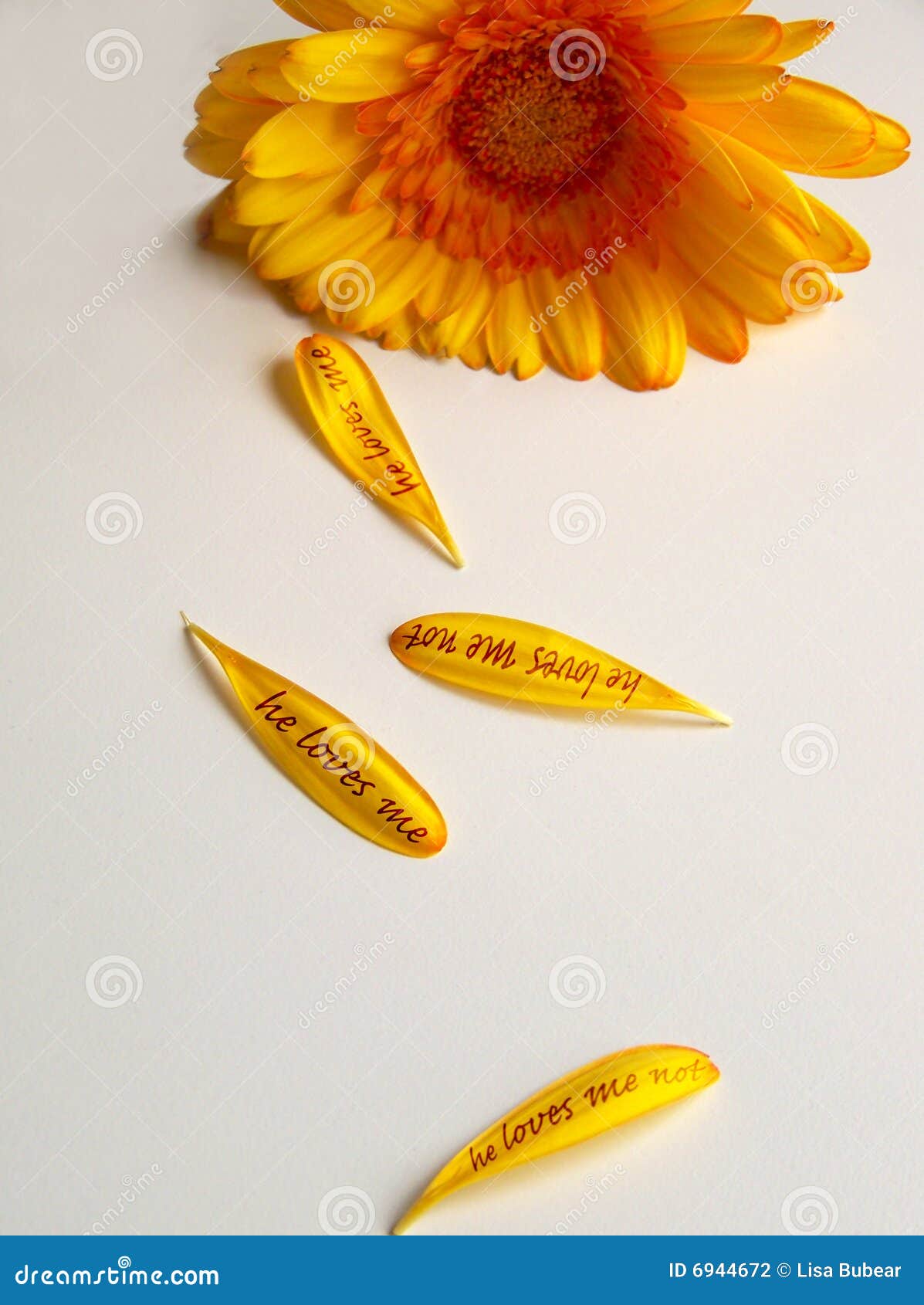 He Loves Me Flower Petals stock photo. Image of heartache 6944672