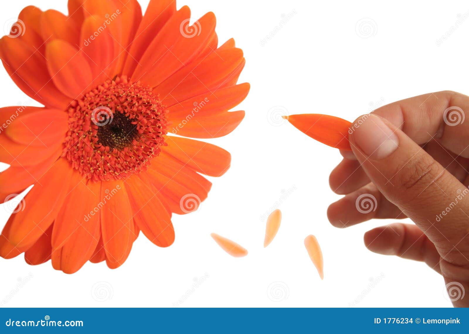 Loves me... loves me not stock photo. Image of valentines 1776234