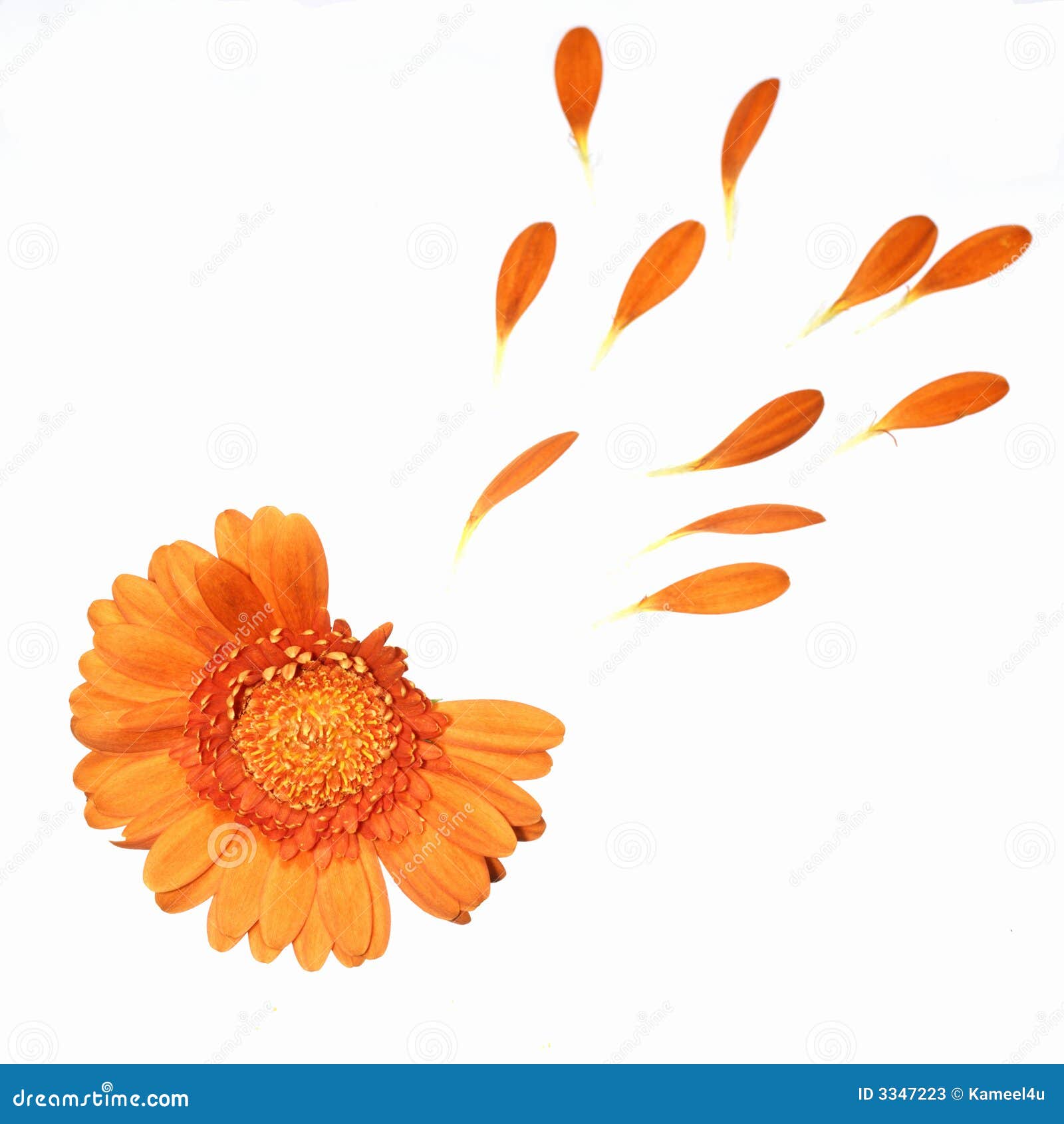 He loves me (not). stock image. Image of daisy, nature 3347223