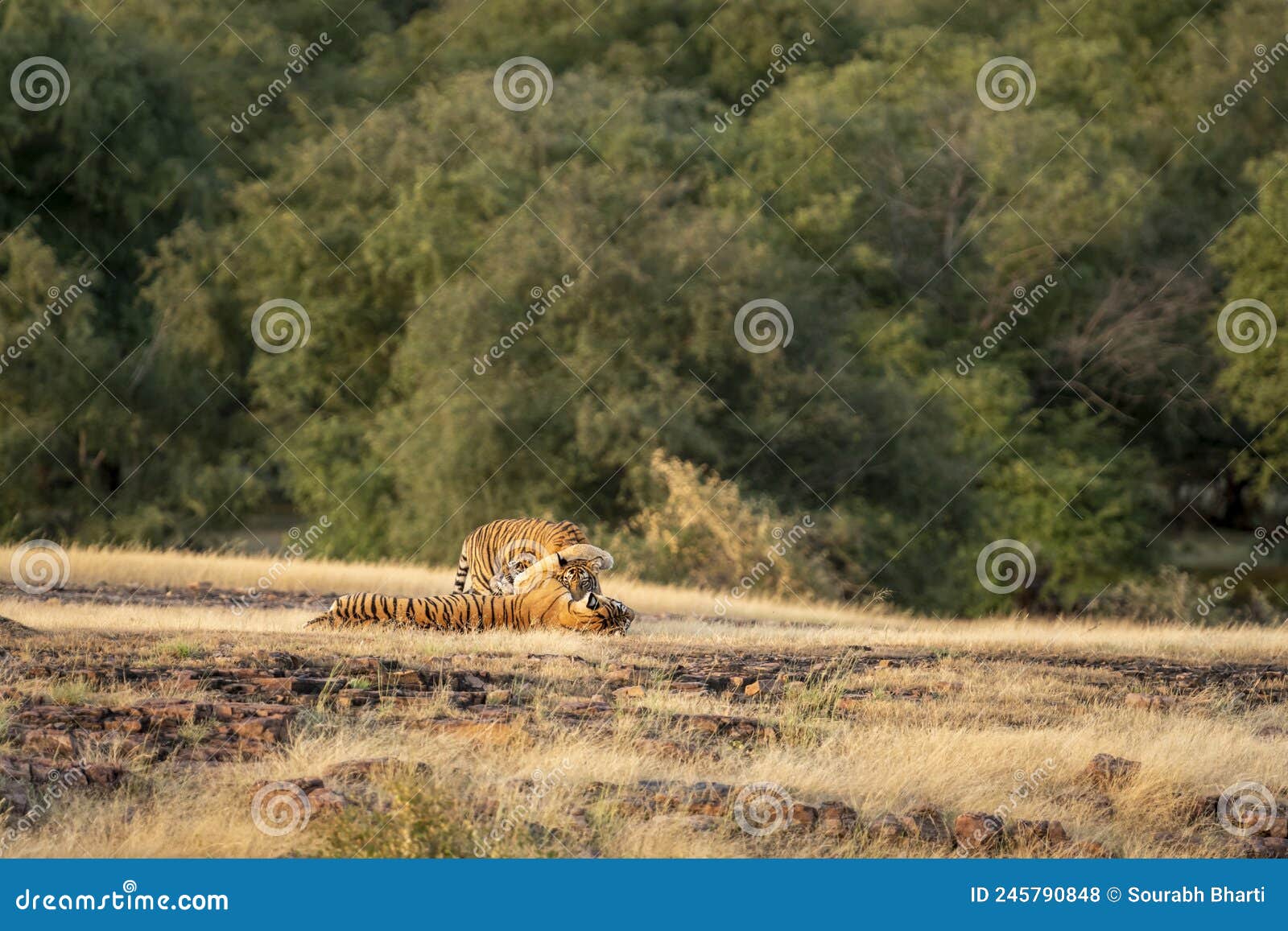 Cuddling Tiger Cubs Stock Photos Free Royalty Free Stock Photos cuddling-tiger-cubs-stock-photos-free-royalty-free-stock-photos