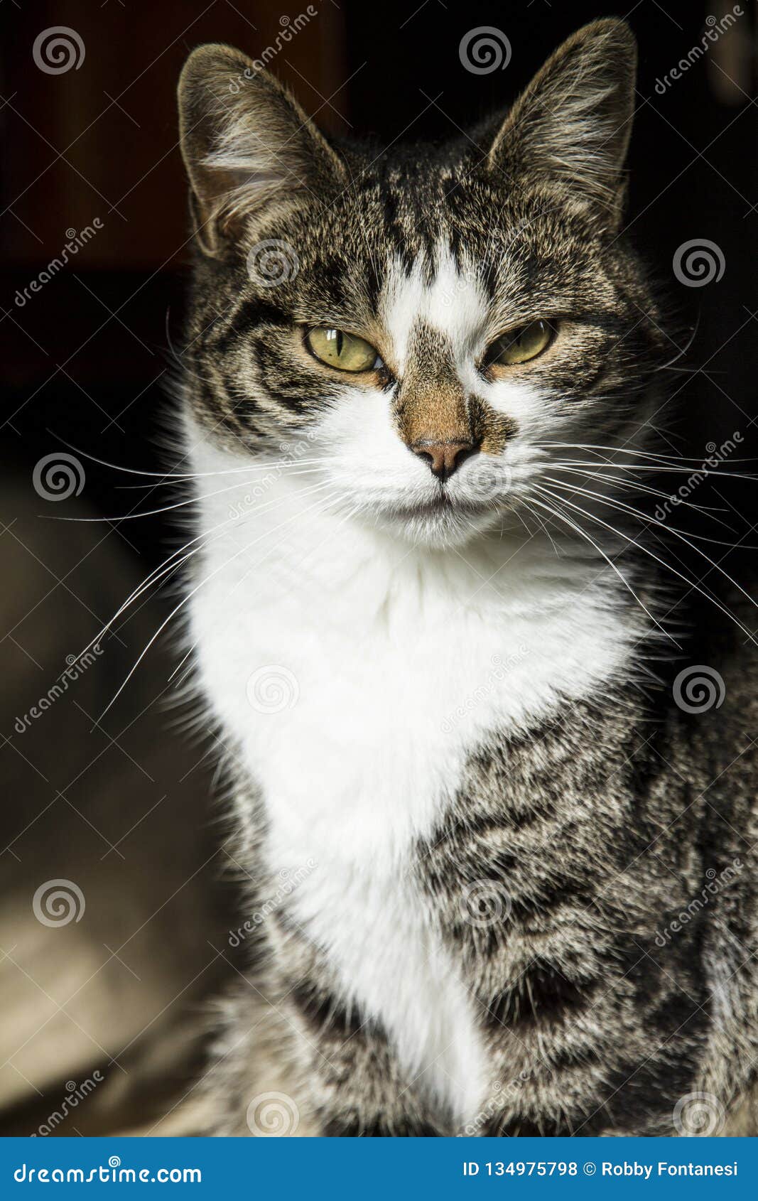 Loving Cat  Stands Proudly Posing  In Front  Of The Lens With 