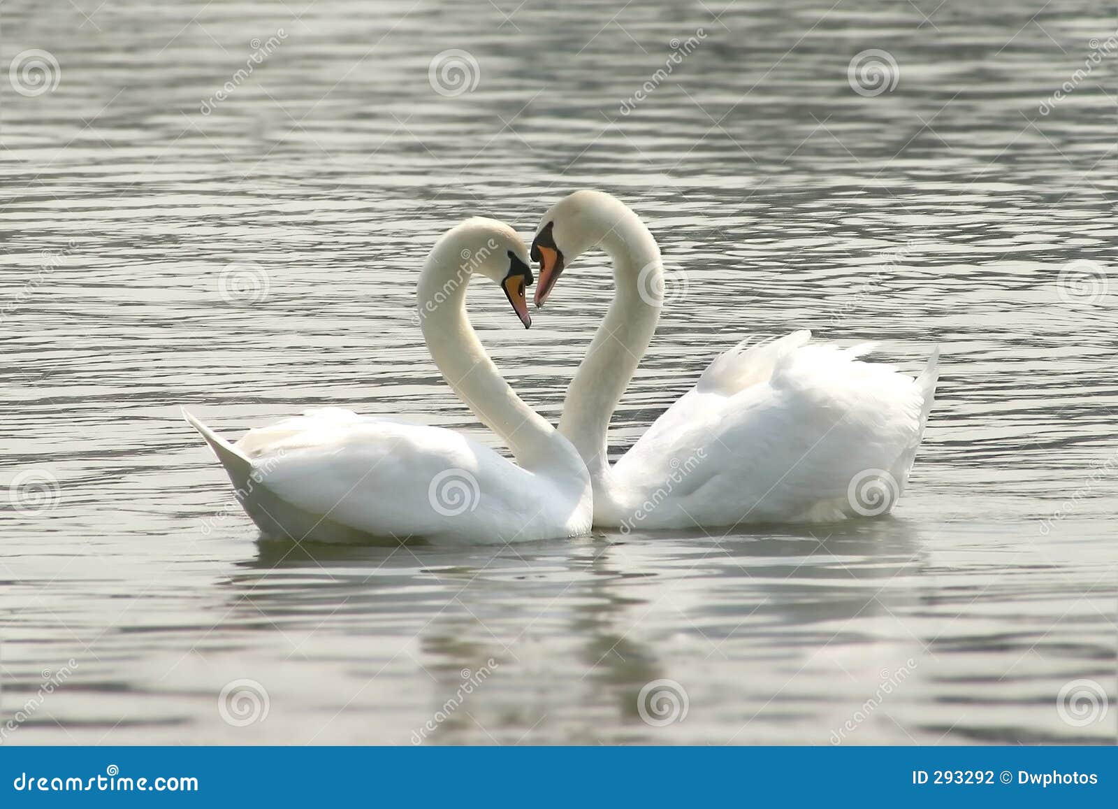 couple of day the quotes stock of Loving marriage, photo. symbol Image swans couple of day the quotes stock of Loving marriage, photo. symbol Image swans