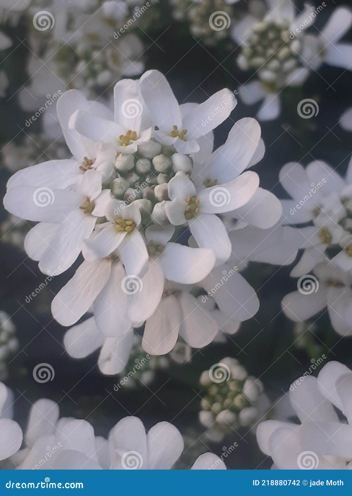 lovley white blossoms