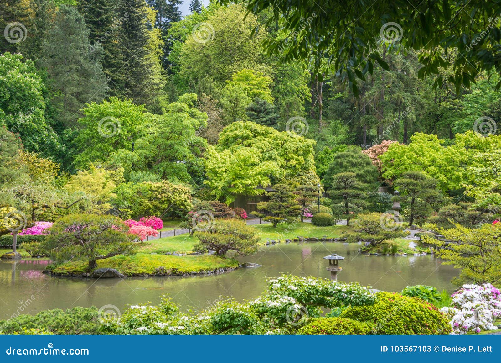 Spring Landscape Of Japanese Garden With Pond Stone Lantern And