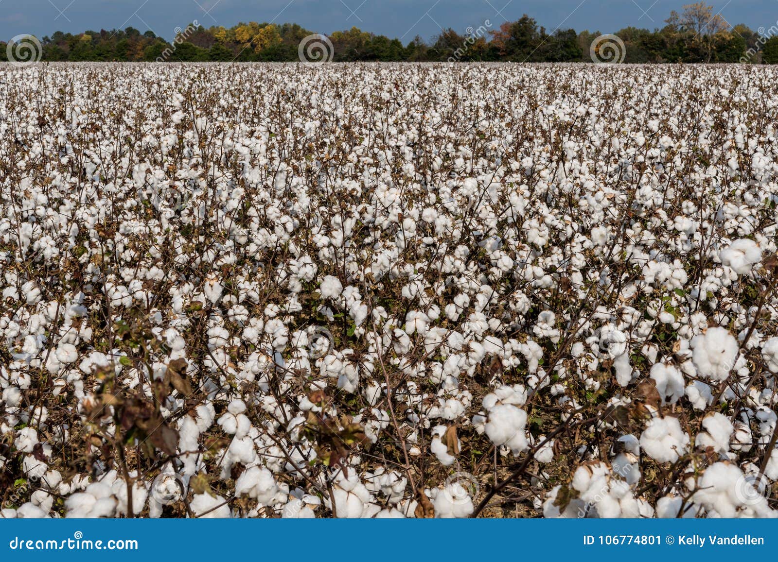 Cotton Field In Full Bloom Stock Photo, Picture and Royalty Free