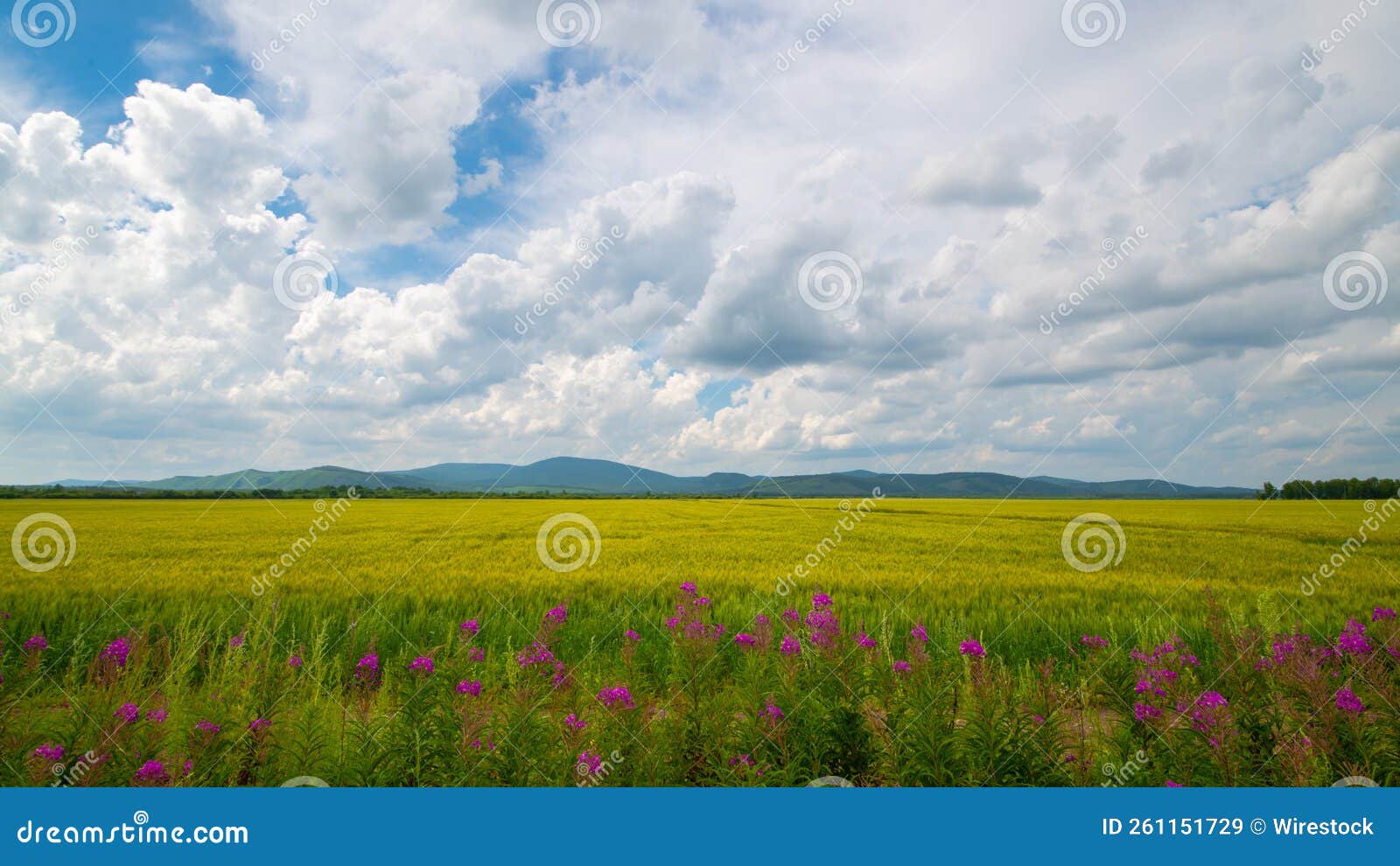 Lowangle of an Endless Wheat Field, Mountains and Cloudy Sky