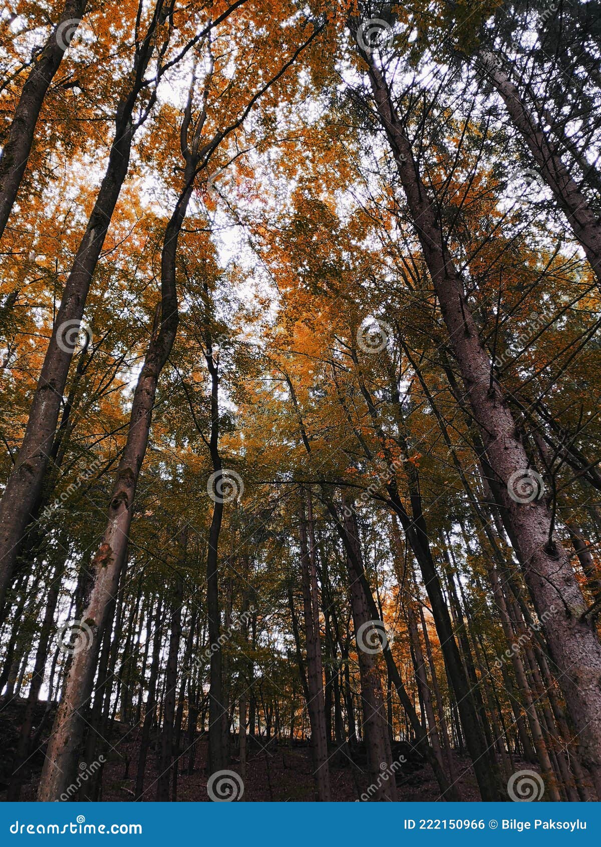 low angle photo of autumn branches against the sky