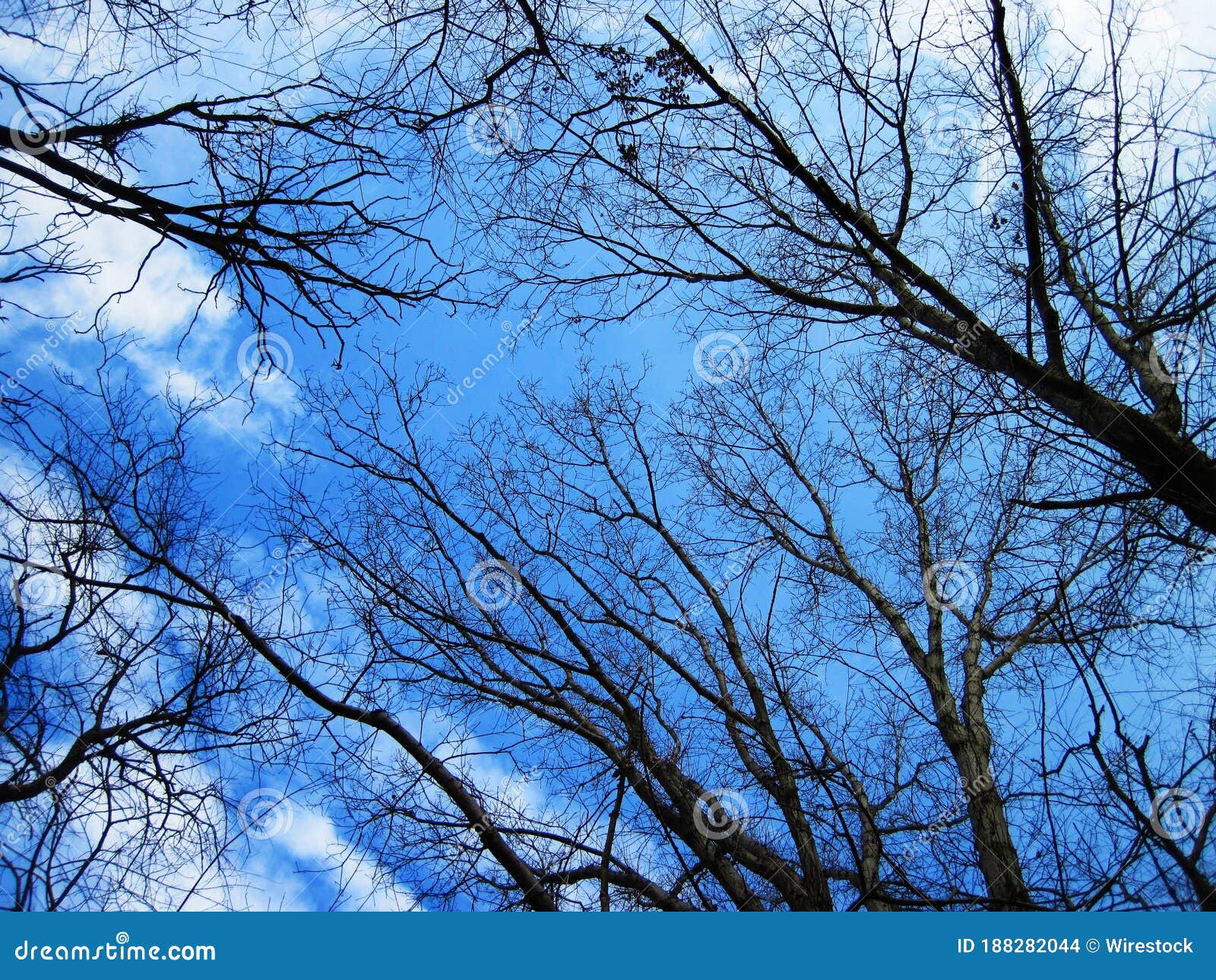 Low Angle Shot of Bare Trees in the Forest with a Blue Sky in the ...