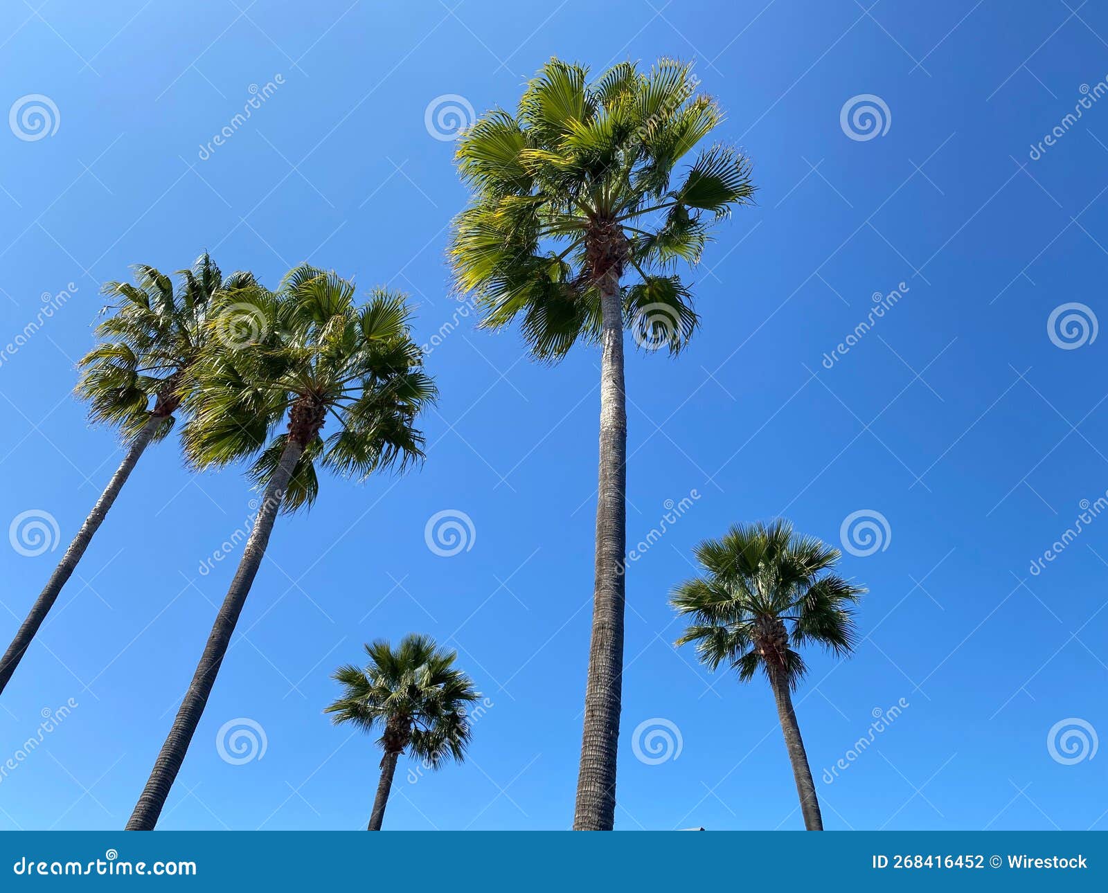 Lowangle Shot of Beautiful Palm Trees on a Cloudless Sky Backgrond