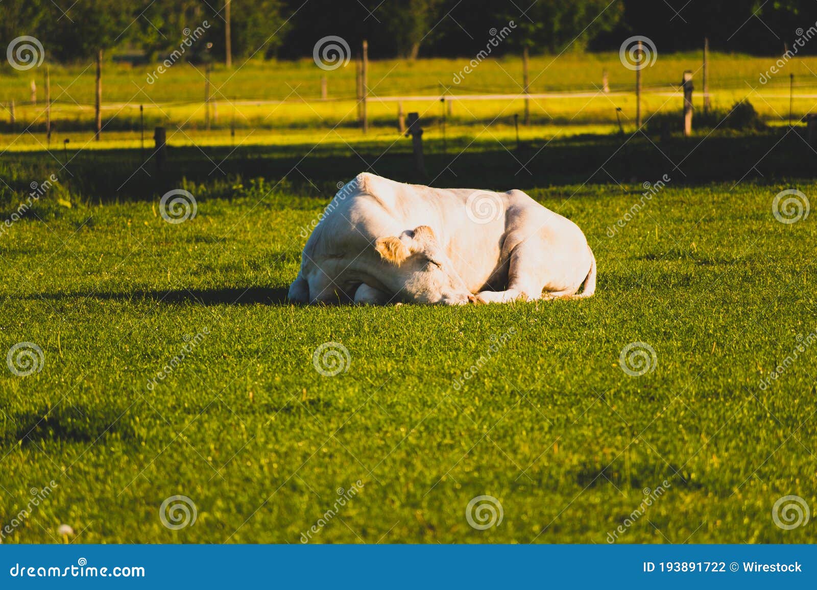 Low Angle Shot of a Belgian Blue Cow Lying in Grassland Stock Photo