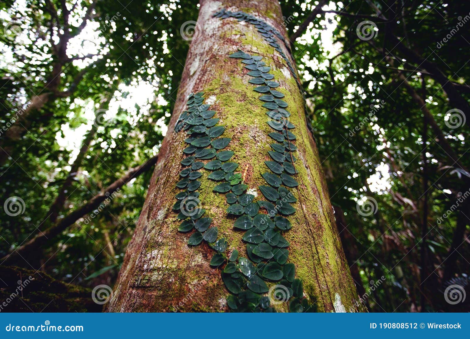 Lowangle Shot of Creeper Plant Around the Mossy Tree Trunk in a