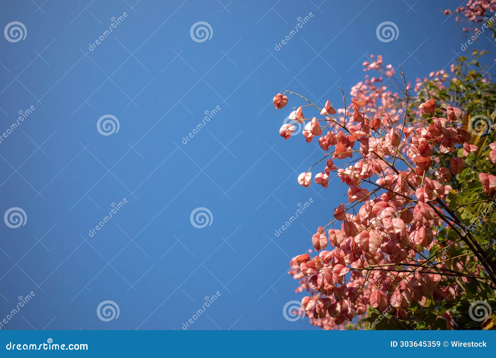 Low Angle Shot of a Flowering Rainbow Shower Tree with Vibrant Pink