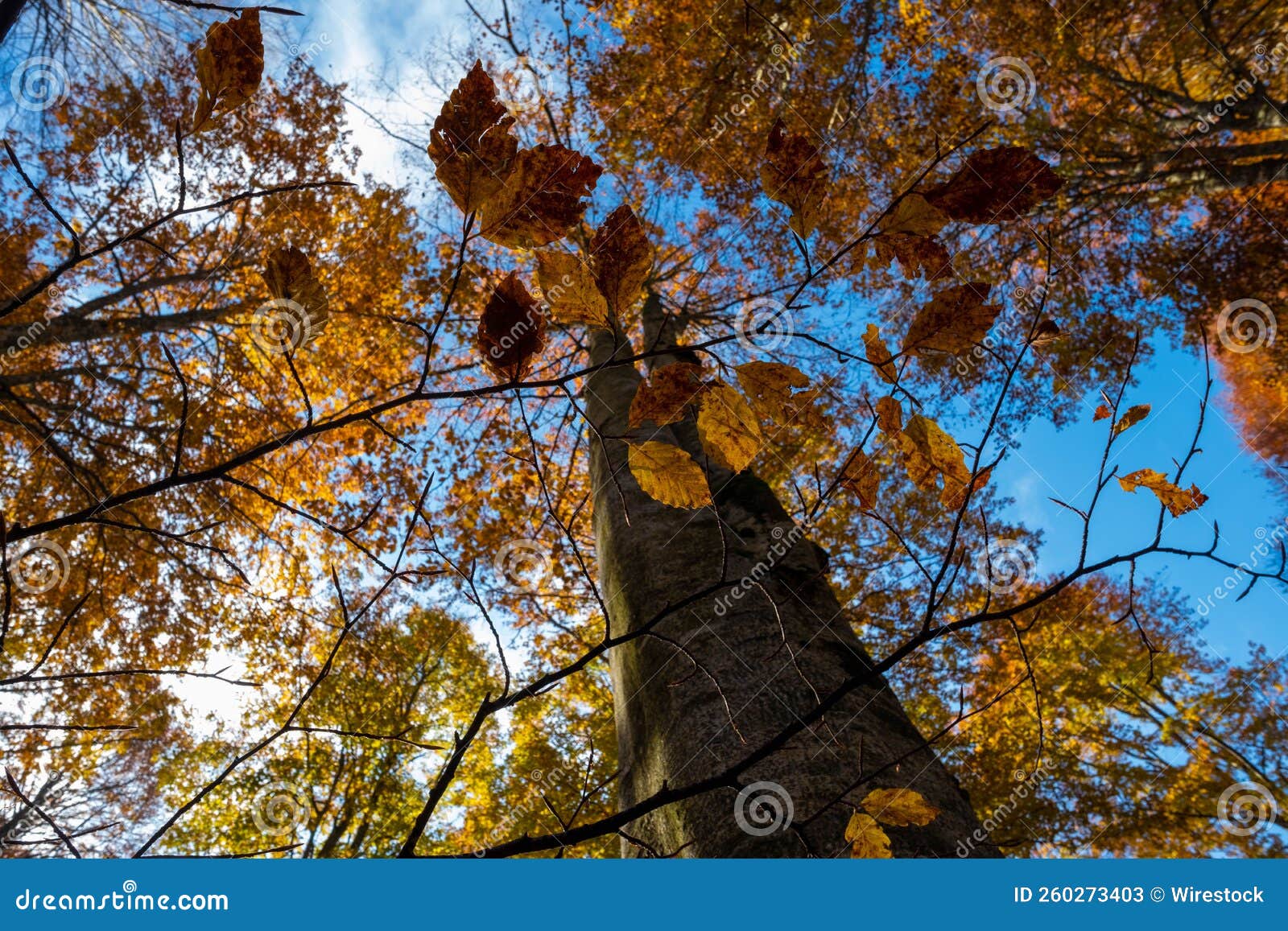 Low Angle Shot Foliage Cansiglio Forest Venetian Dolomites Italy 260273403 