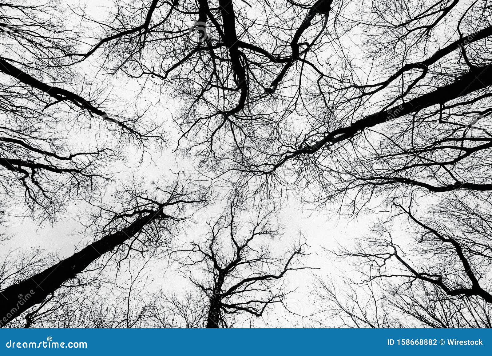 Low Angle Shot Of High Bare Trees Under The Beautiful Evening Sky