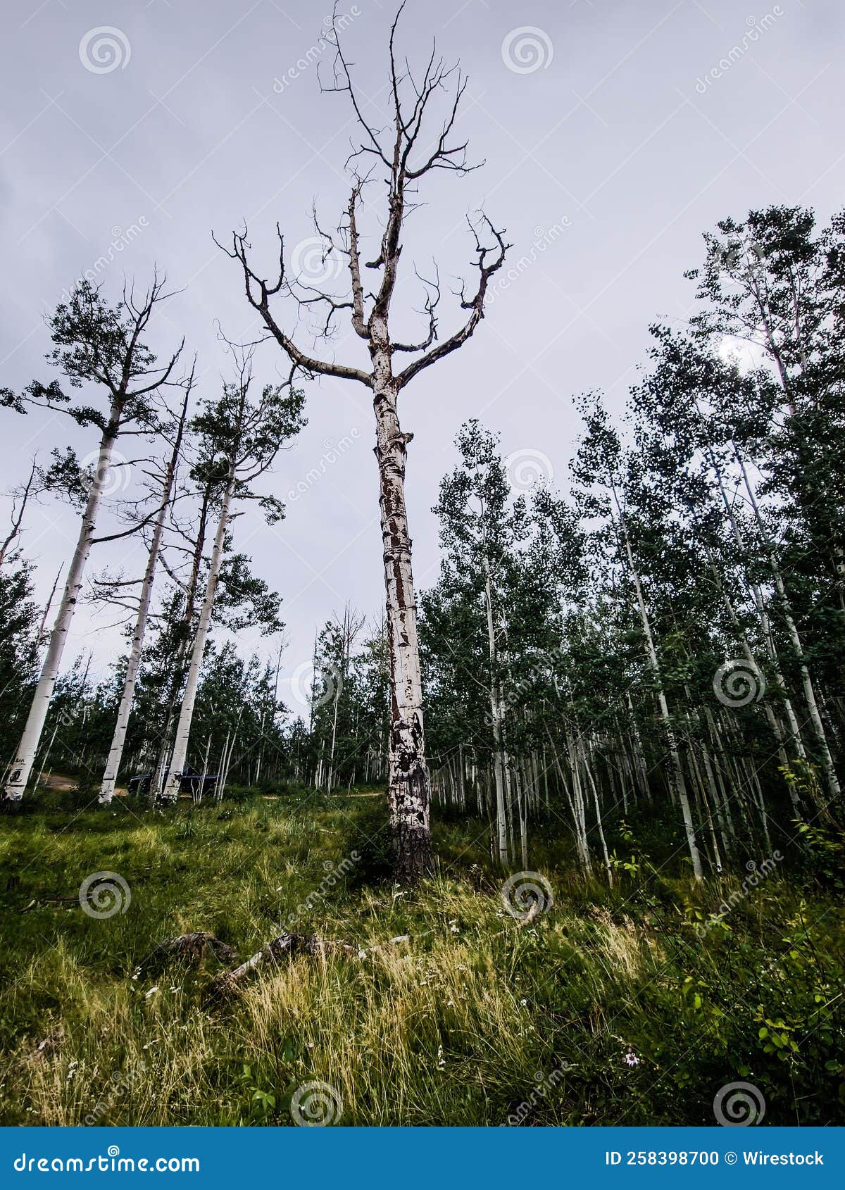 Low-angle Shot of a Naked Aspen Tree in a Forest Stock Photo - Image of