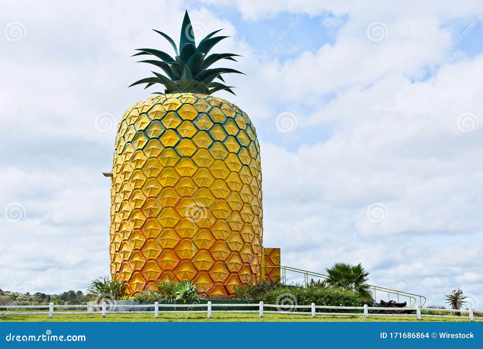 Low Angle Shot of the Pineapple Bathurst on the Grassy Fields Captured