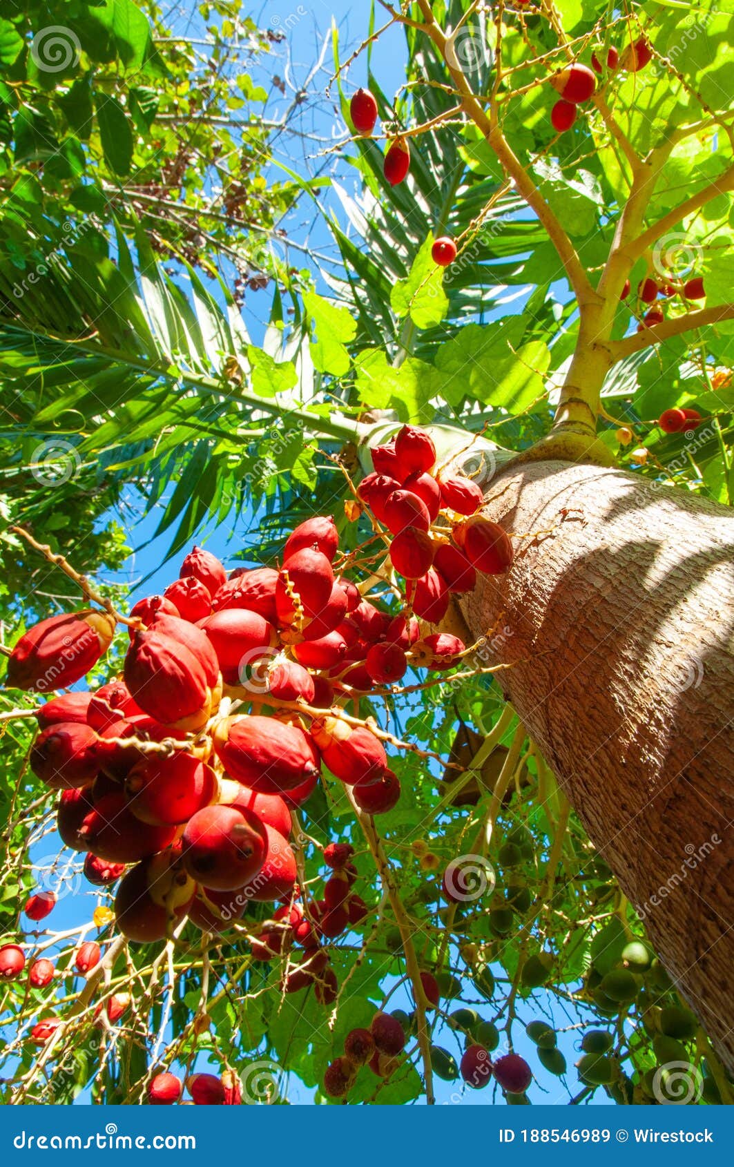 Fruits Of Date Palm Phoenix Dactylifera. Royalty-Free Stock Photo ...