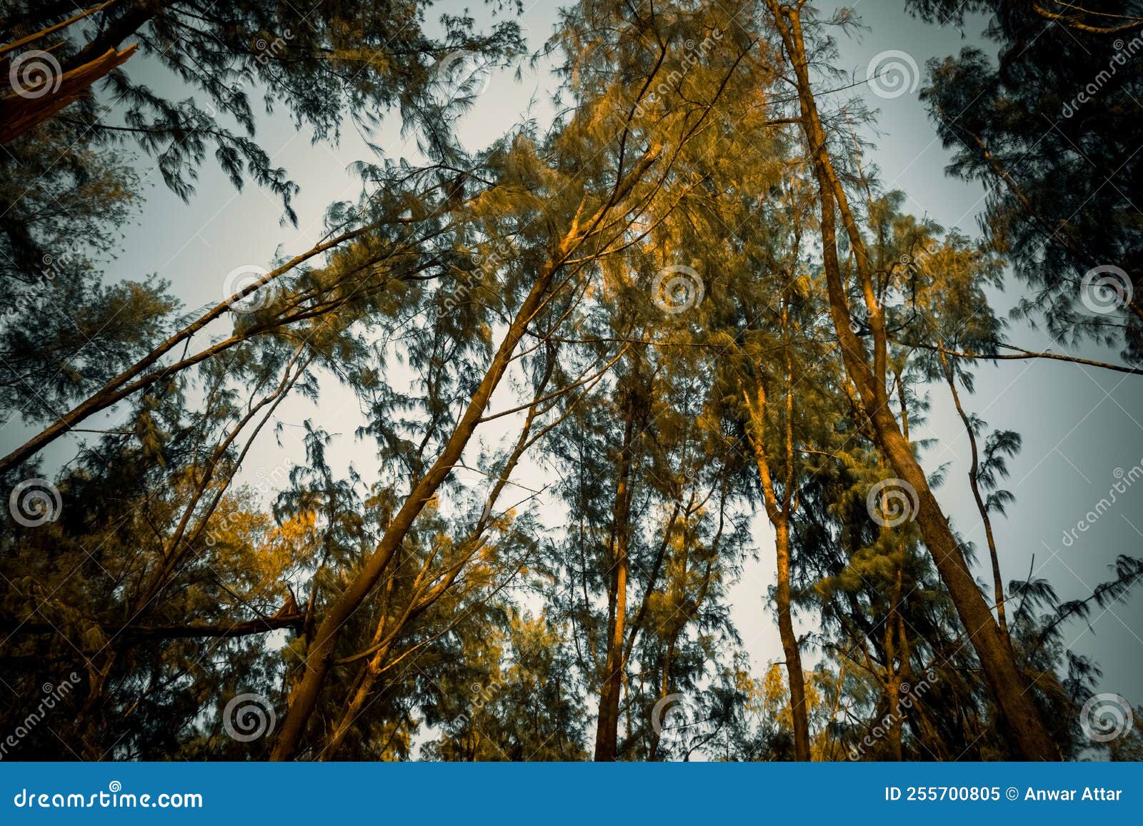 Tall Skinny Trees Forest Background Royalty Free Stock Photography tall-skinny-trees-forest-background-royalty-free-stock-photography