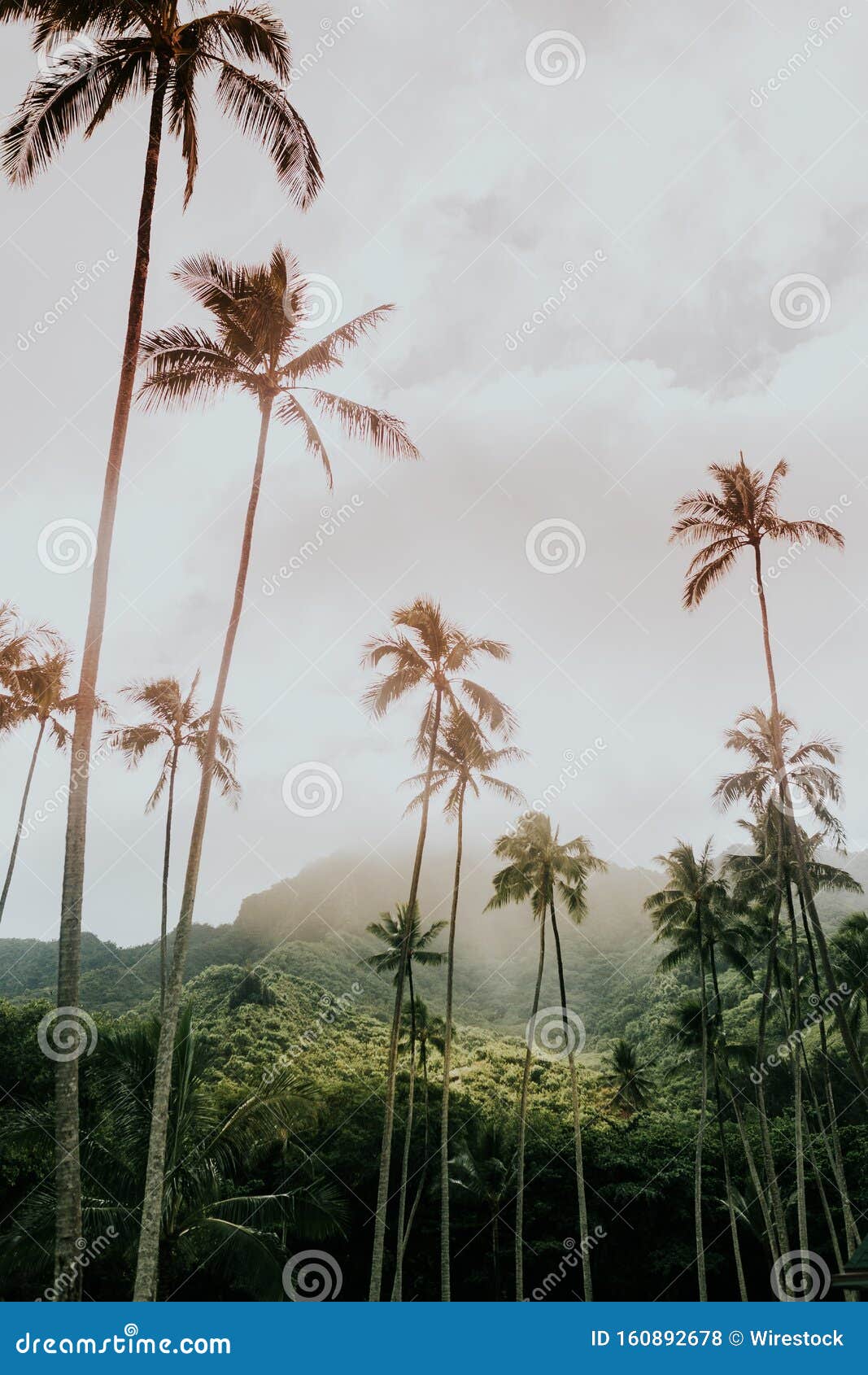 low angle vertical shot of high babassu palm trees under the crazy sky surrounded by green mountains